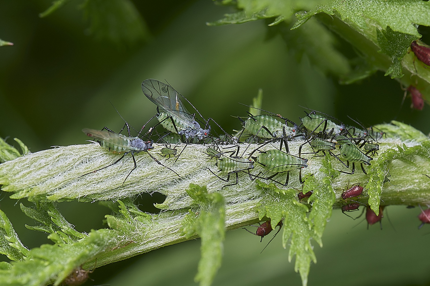 NorwichAphid2100525-10