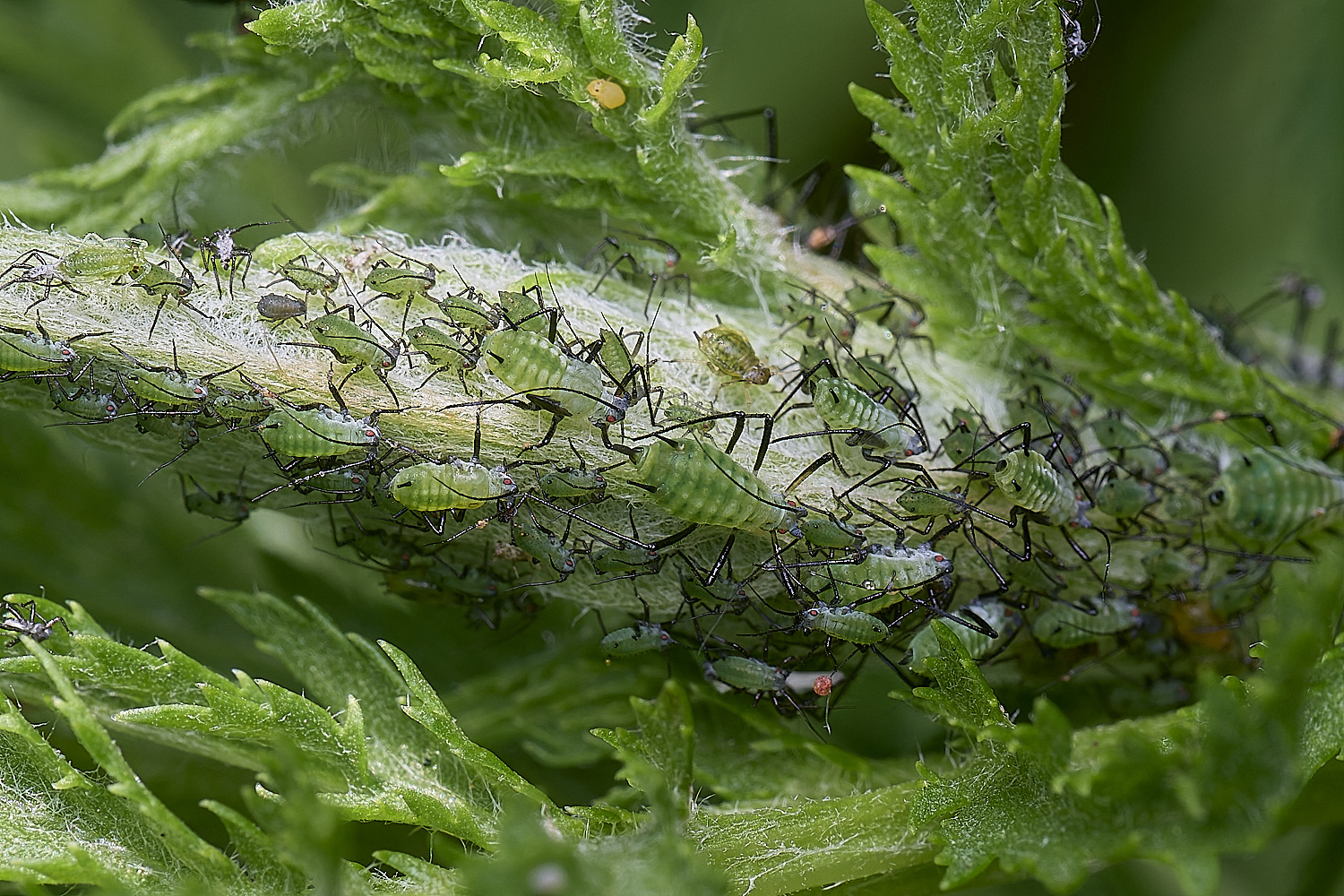 NorwichAphid2100525-7