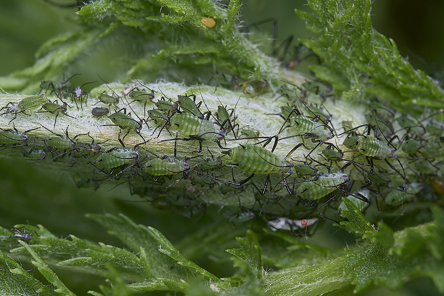 NorwichAphid2100525-8