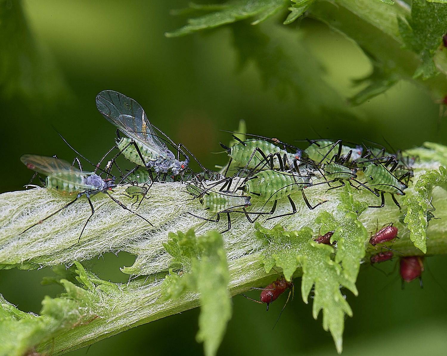 NorwichAphid2100525-9