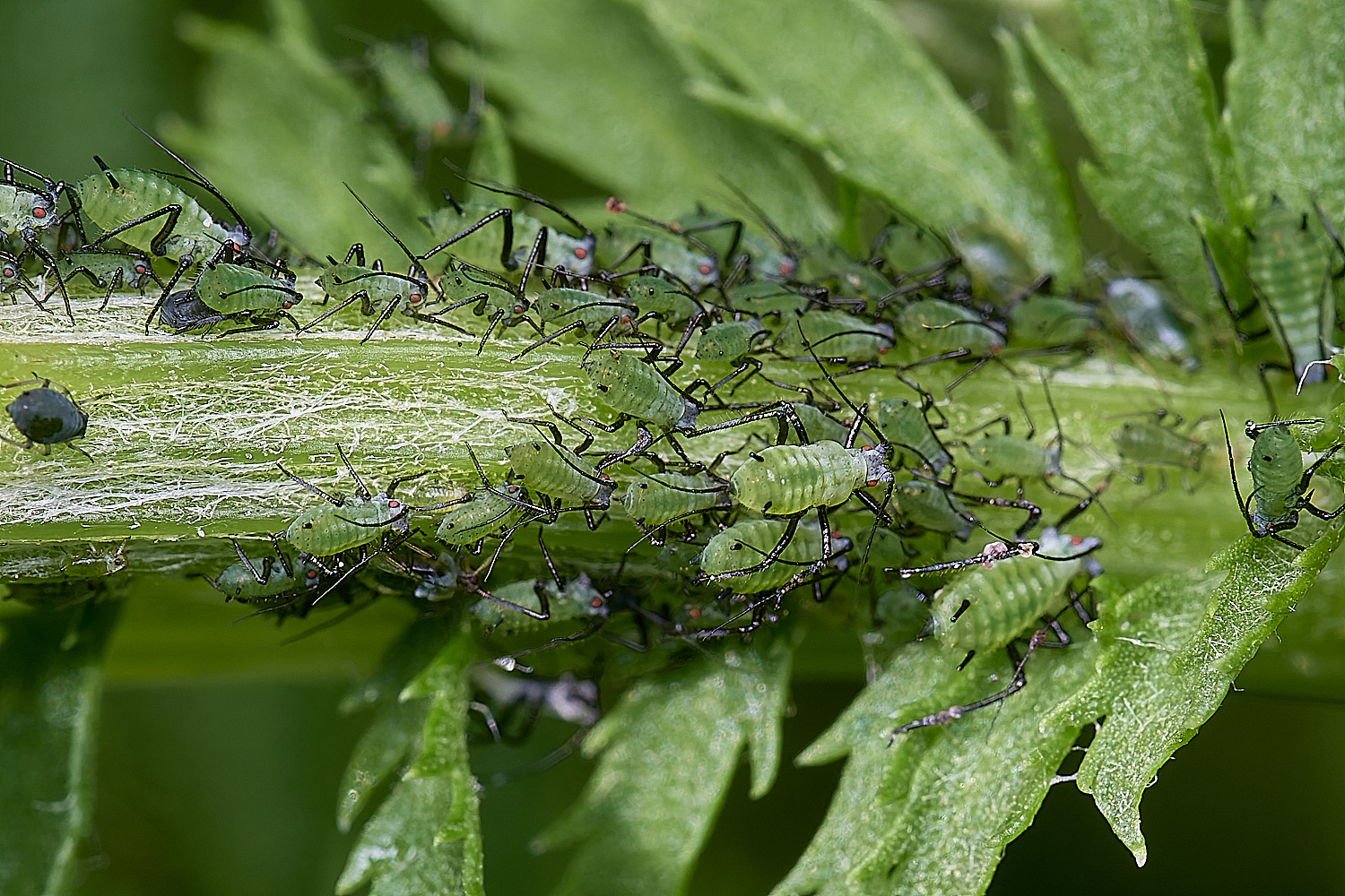 NorwichAphid210525-2