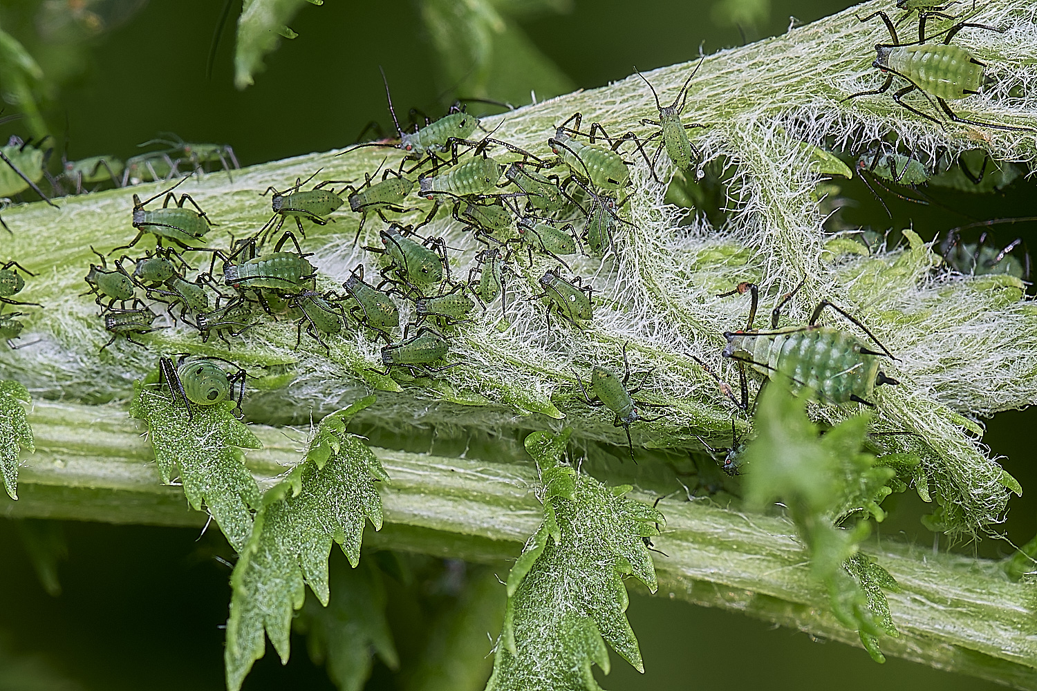 NorwichAphid210525-3