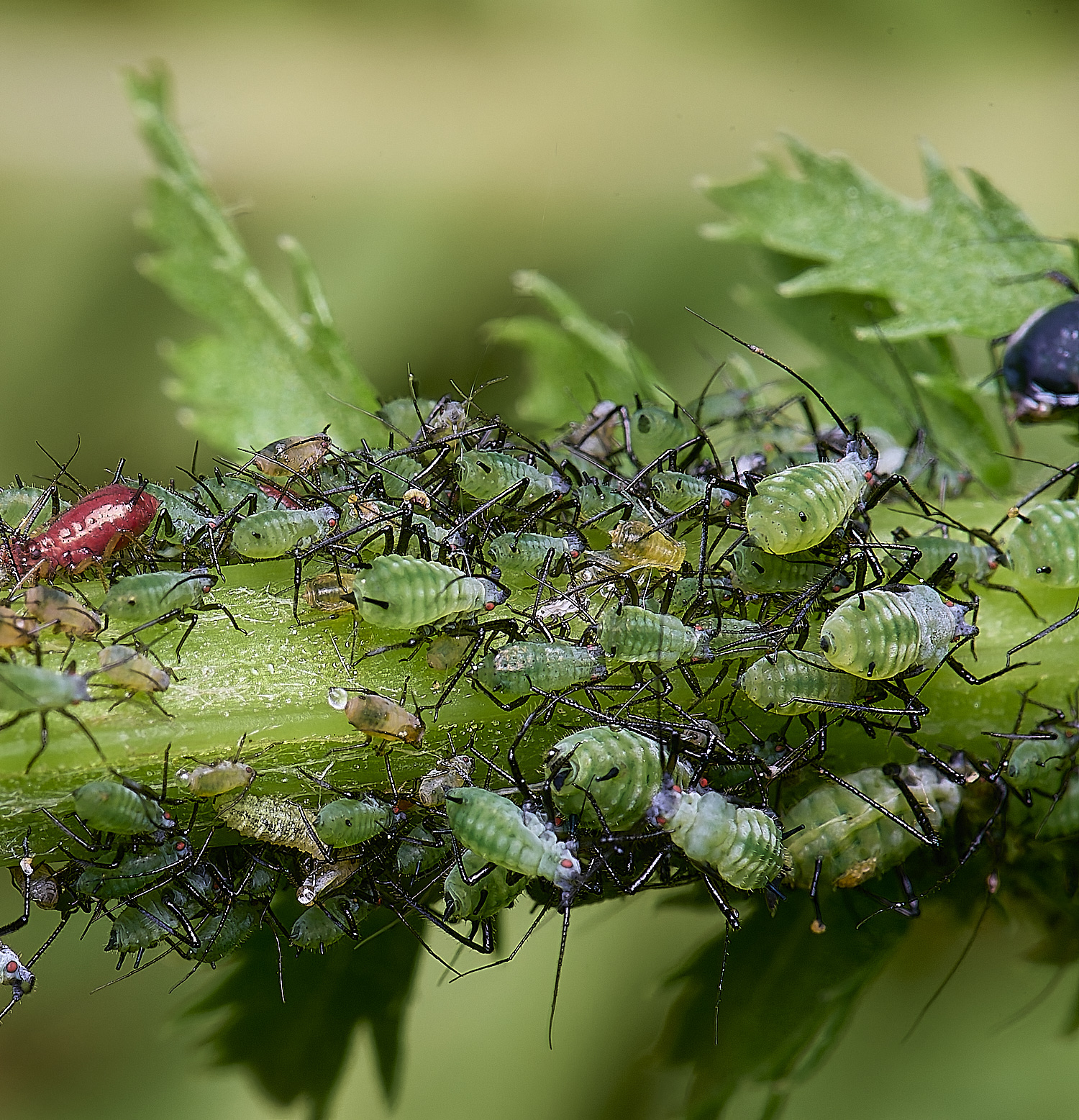 NorwichAphid210525-4