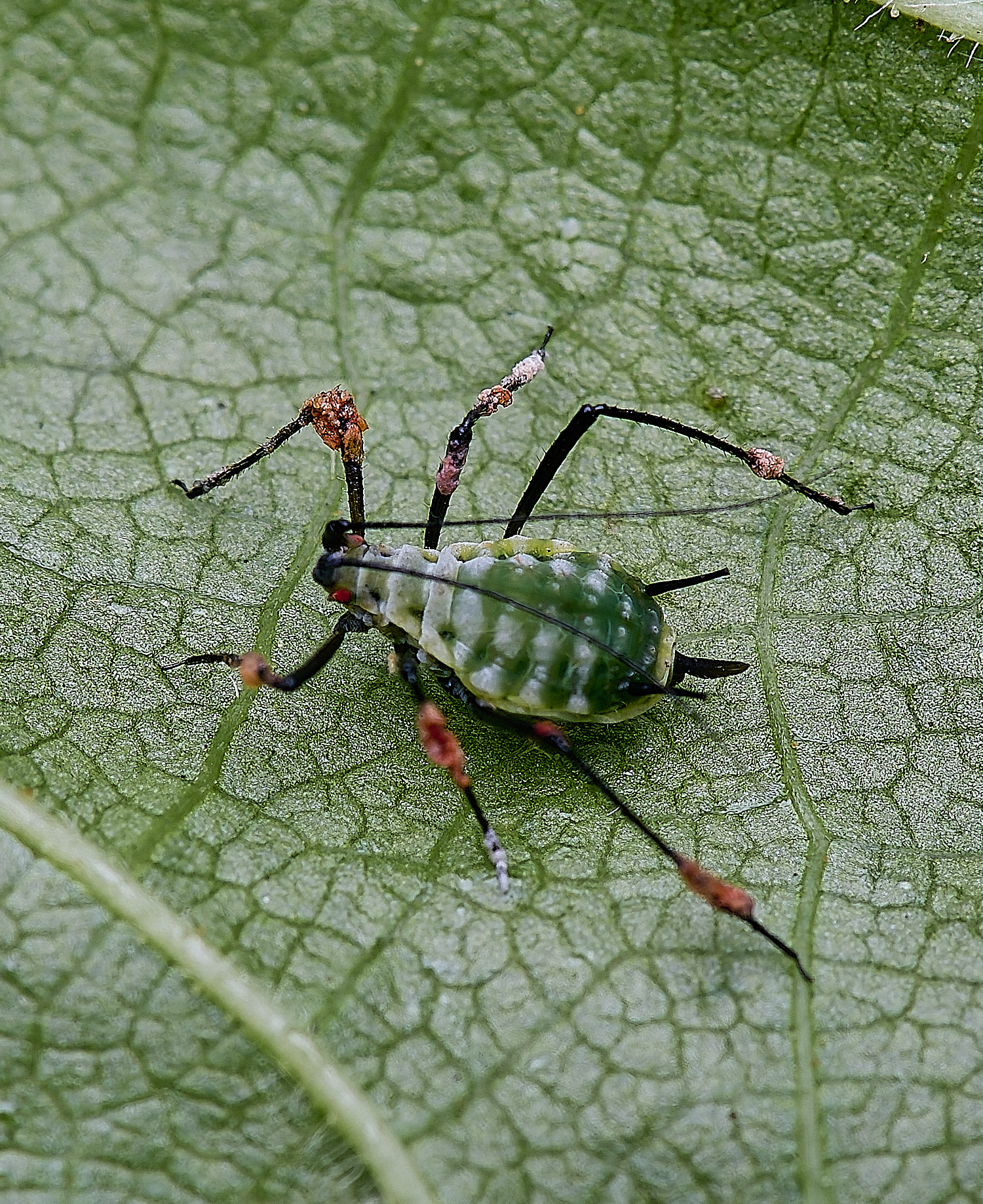 NorwichAphid210525-6