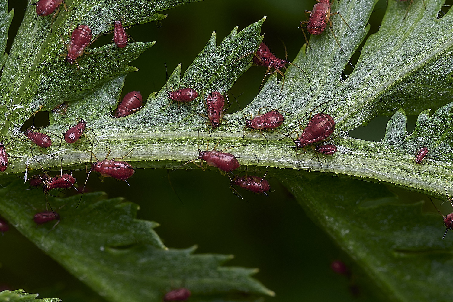 NorwichAphid3100525-1