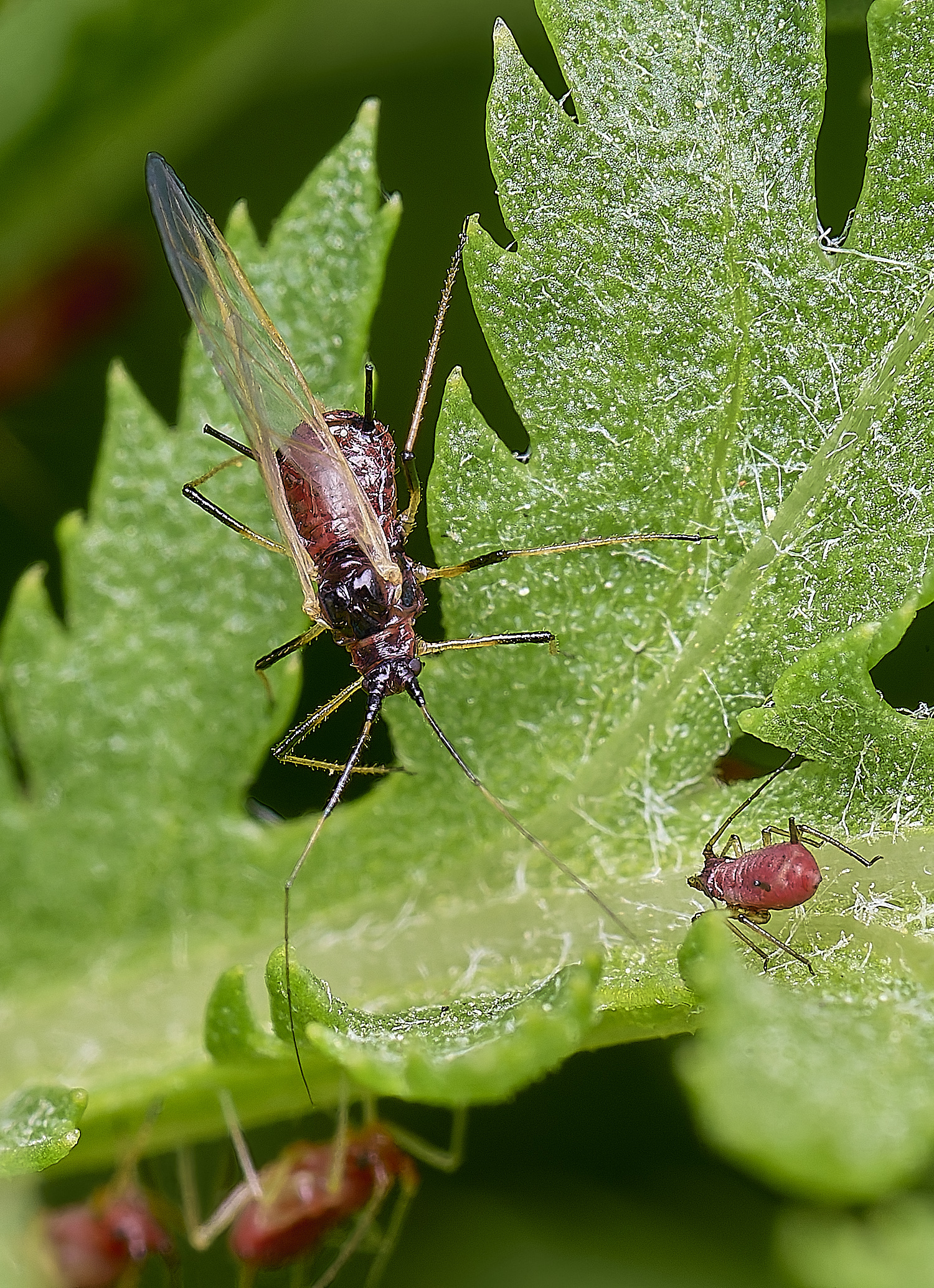 NorwichAphid3100525-11