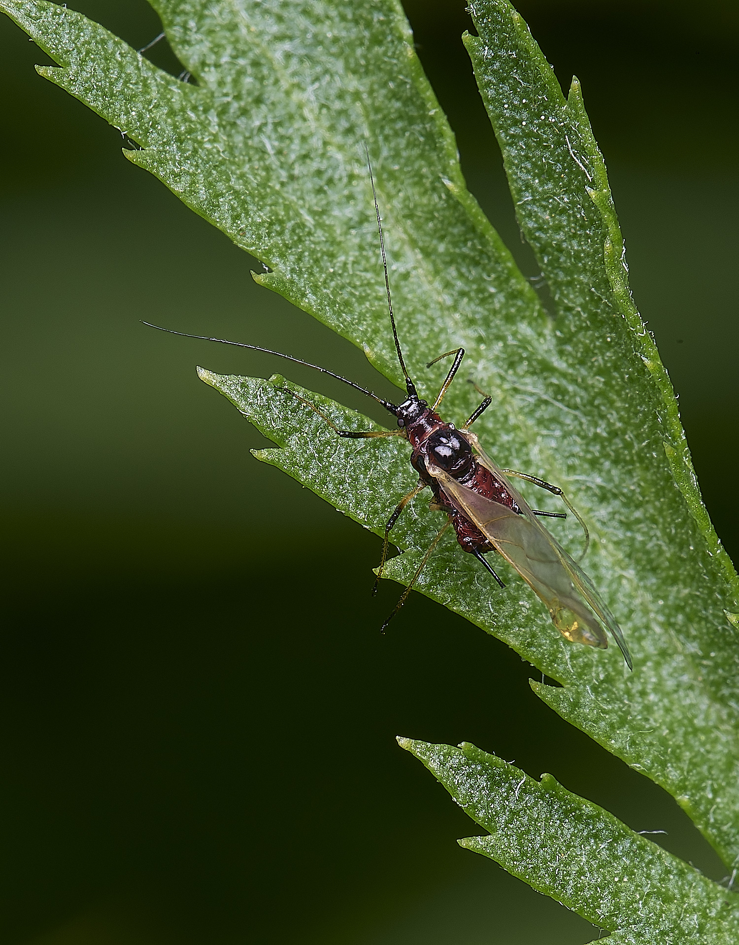 NorwichAphid3100525-13