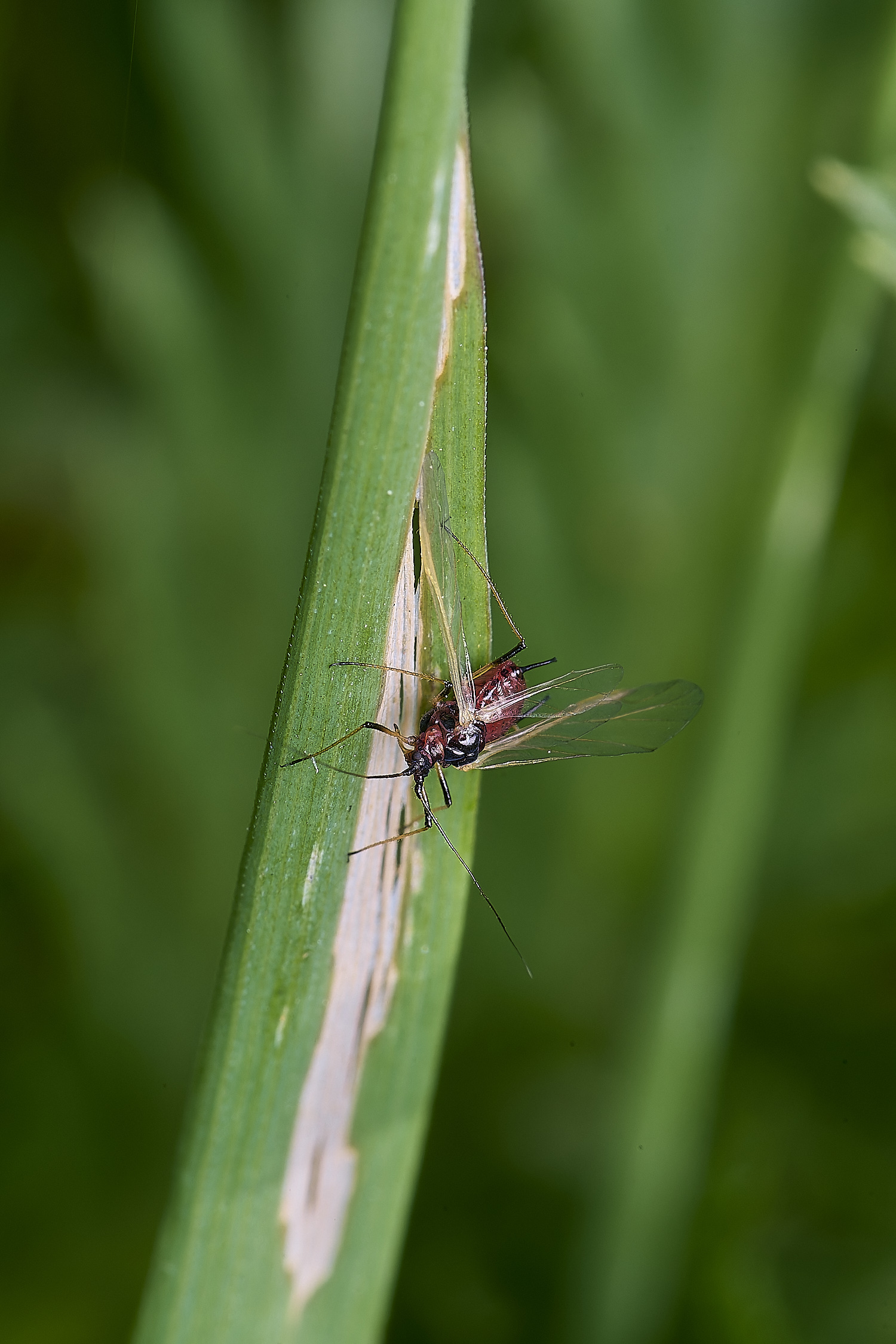 NorwichAphid3100525-16