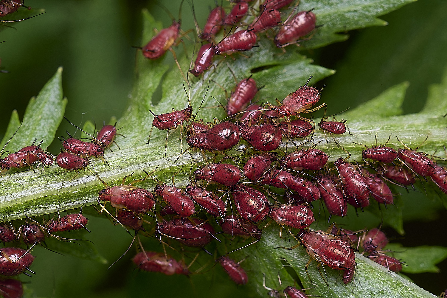 NorwichAphid3100525-3