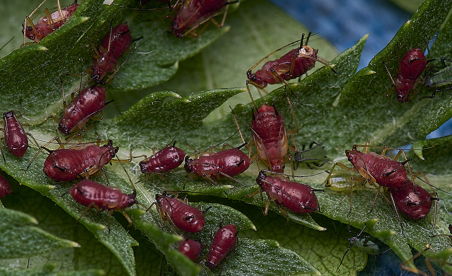 NorwichAphid3100525-4