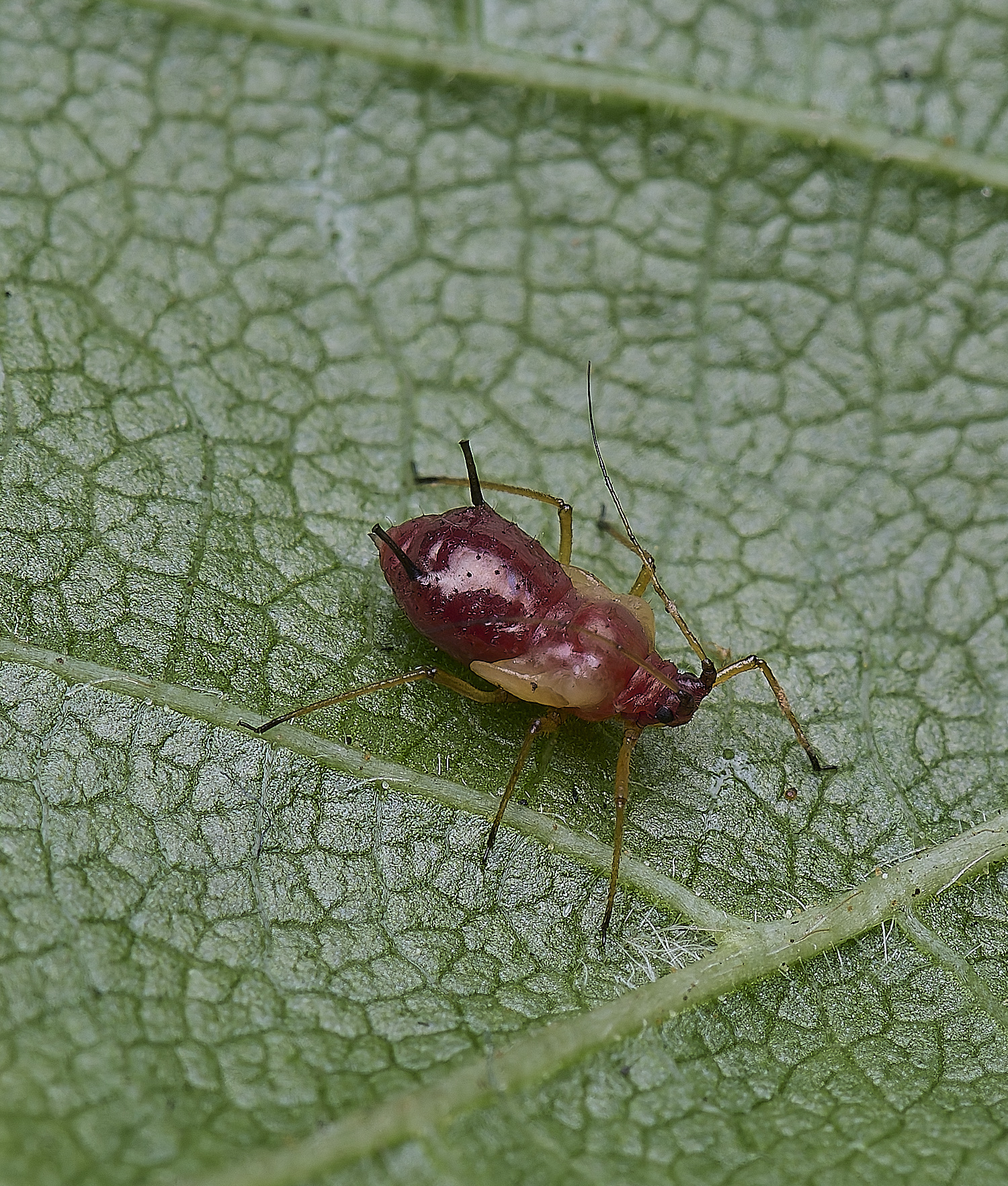 NorwichAphid3100525-5