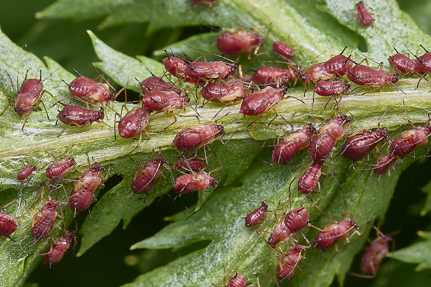 NorwichAphid3100525-6