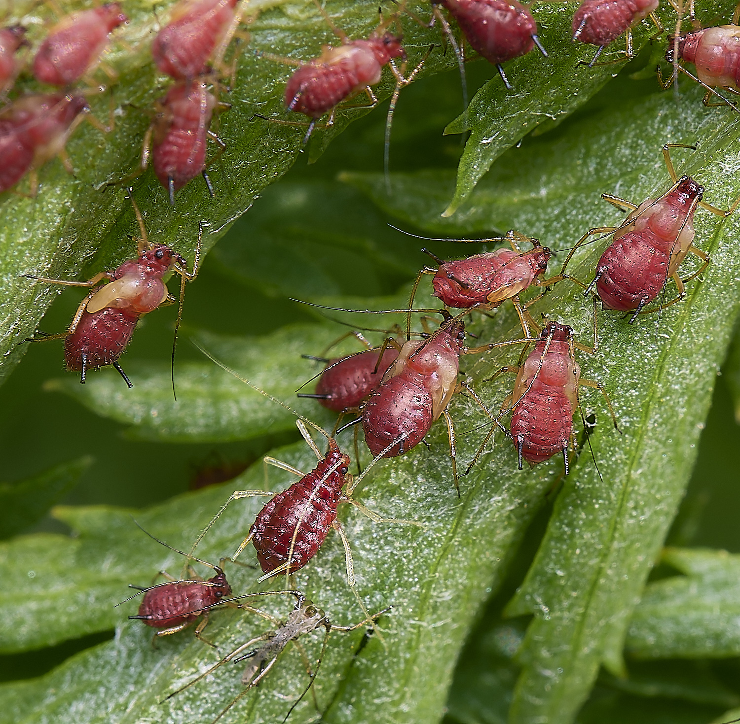 NorwichAphid3100525-7