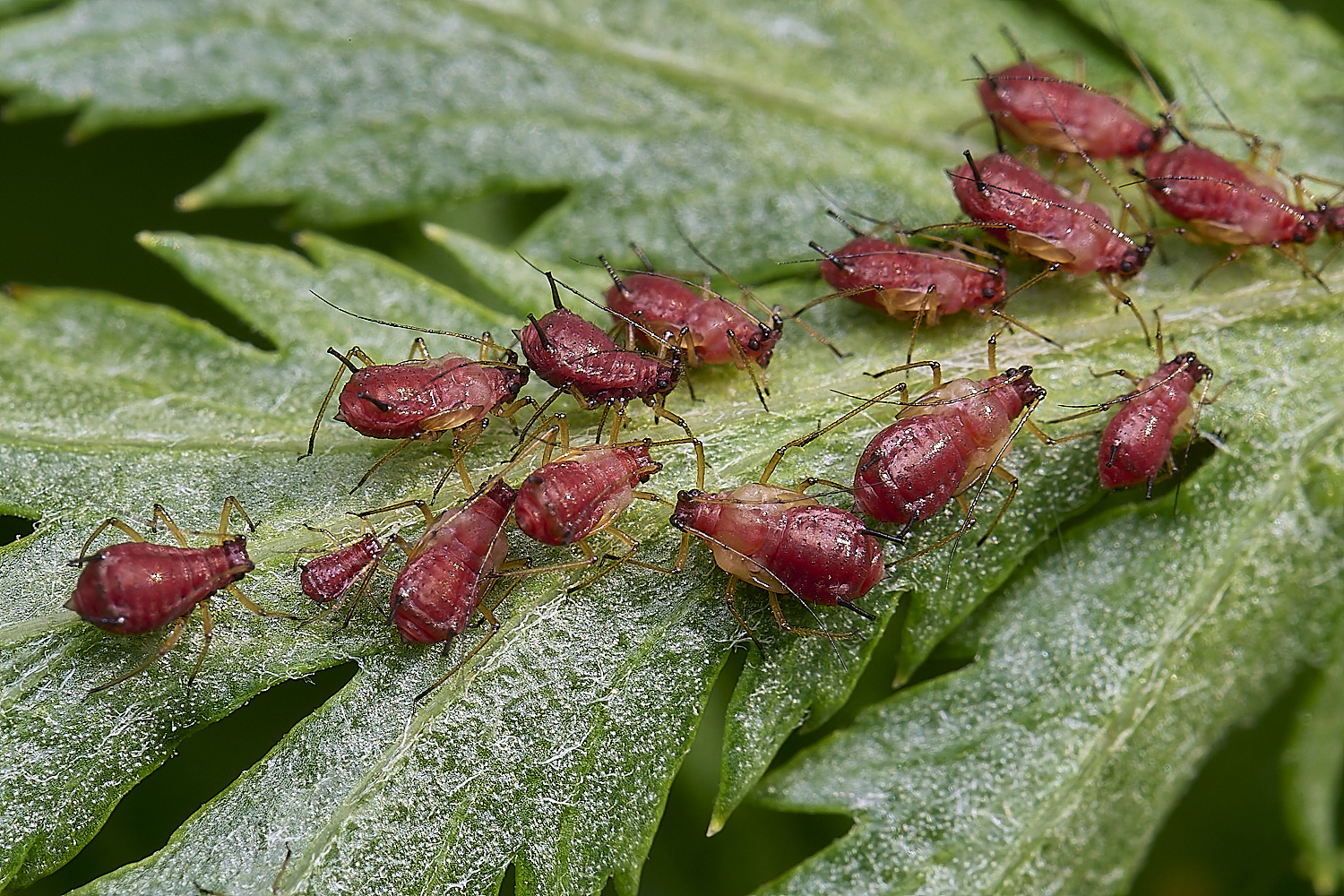 NorwichAphid3100525-8