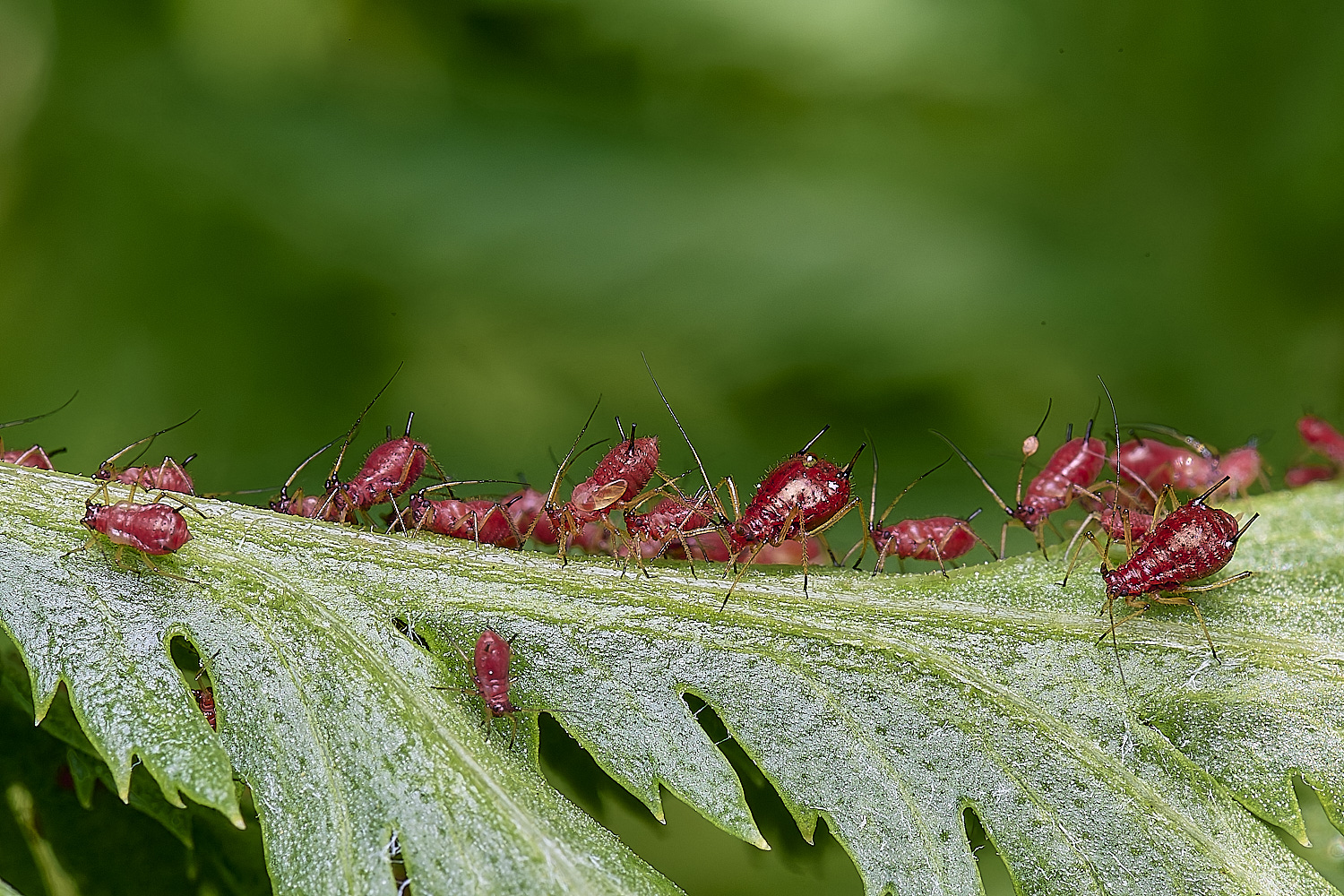 NorwichAphid3100525-9