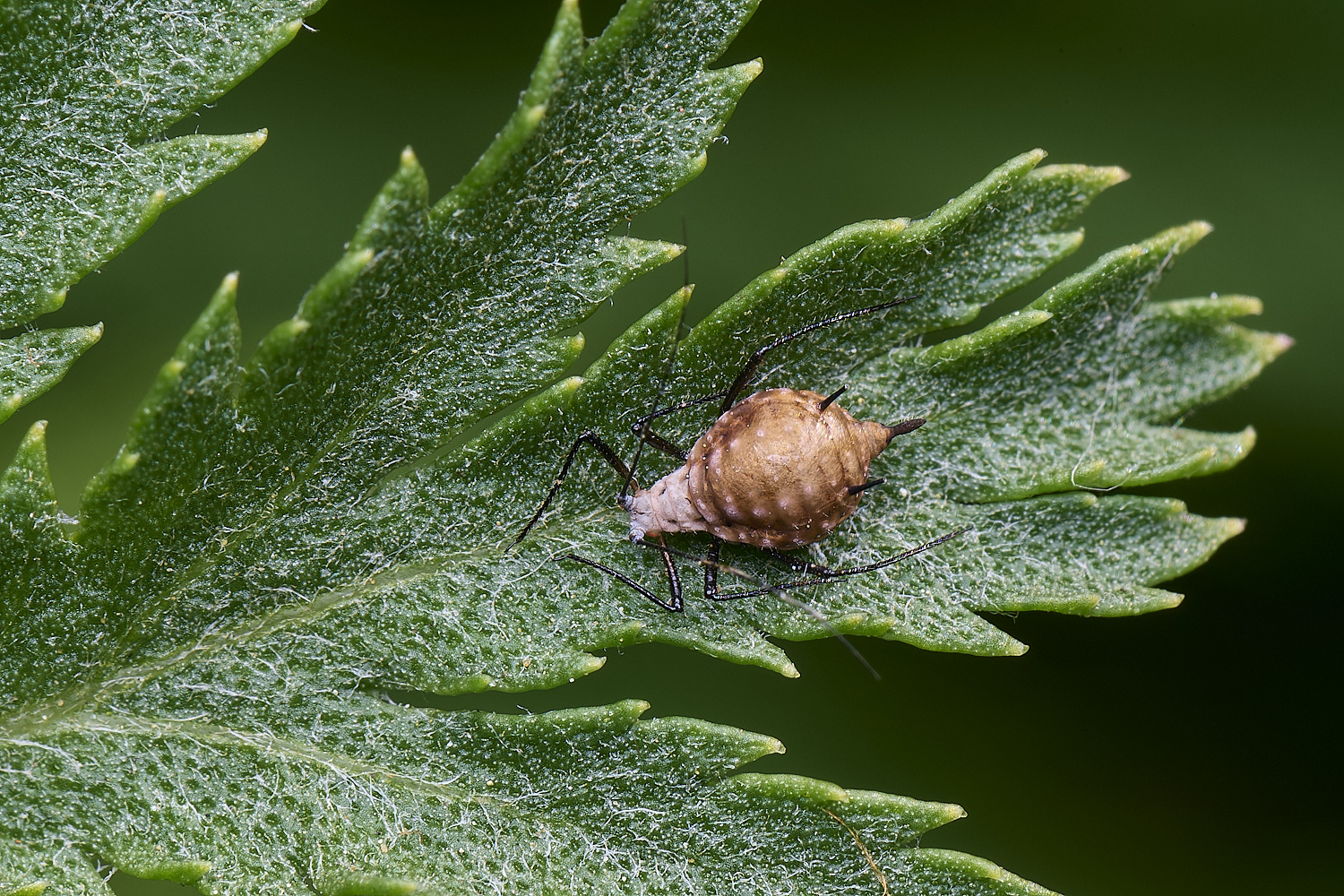 NorwichAphid6100525-1