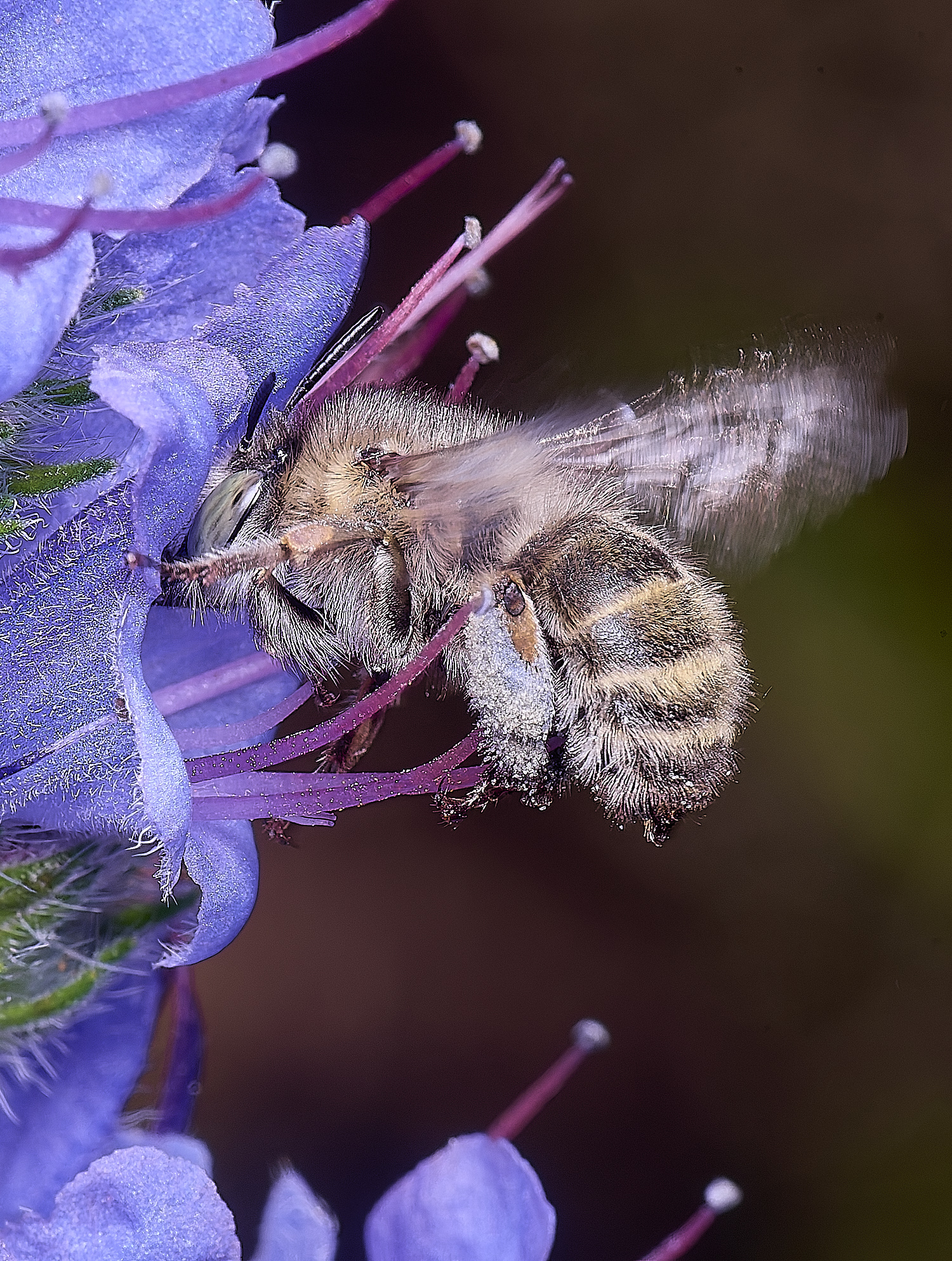 NorwichAquadrimaculata160625-1
