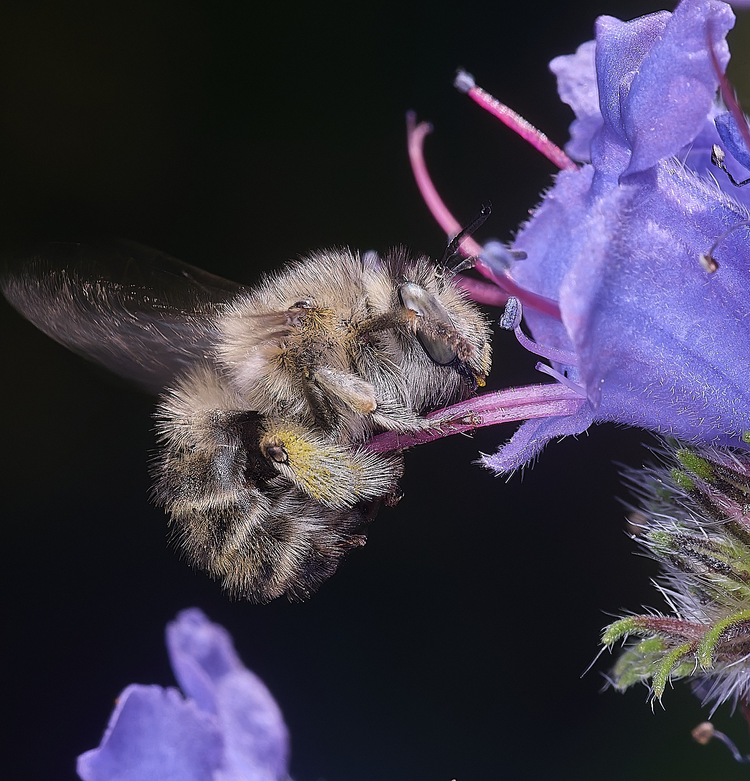 NorwichAquadrimaculata160625-10