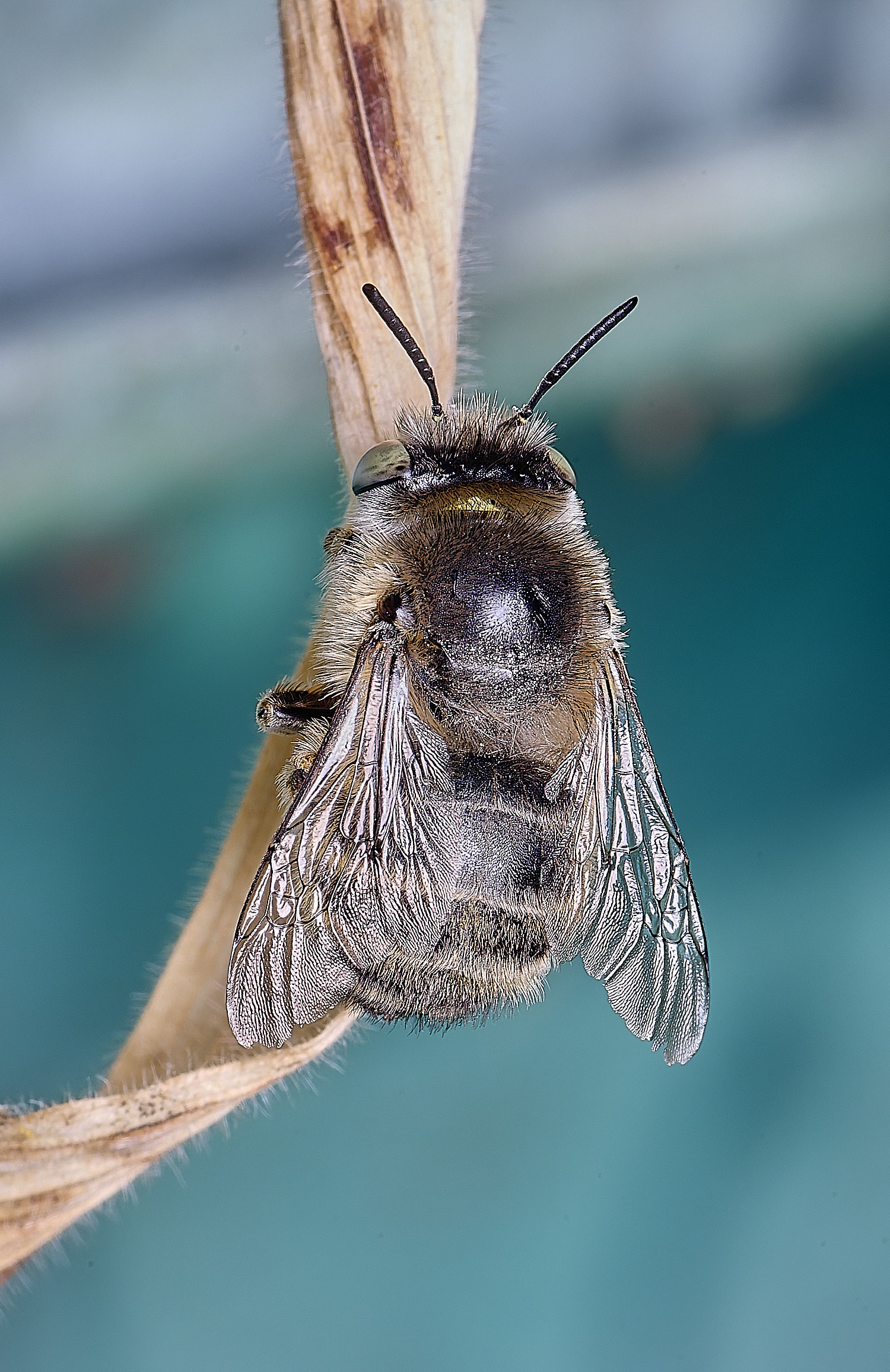 NorwichAquadrimaculata160625-3