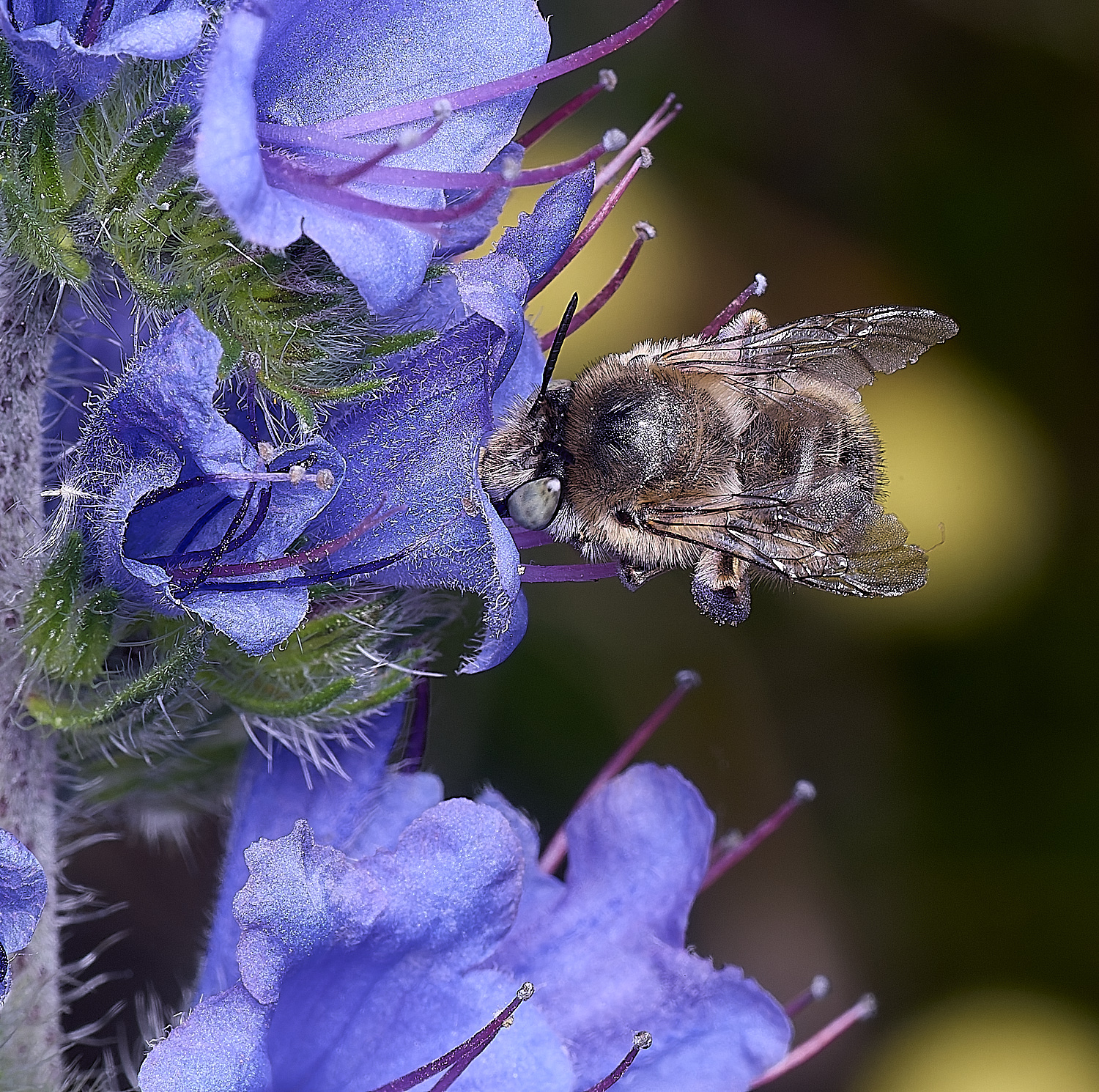 NorwichAquadrimaculata160625-6