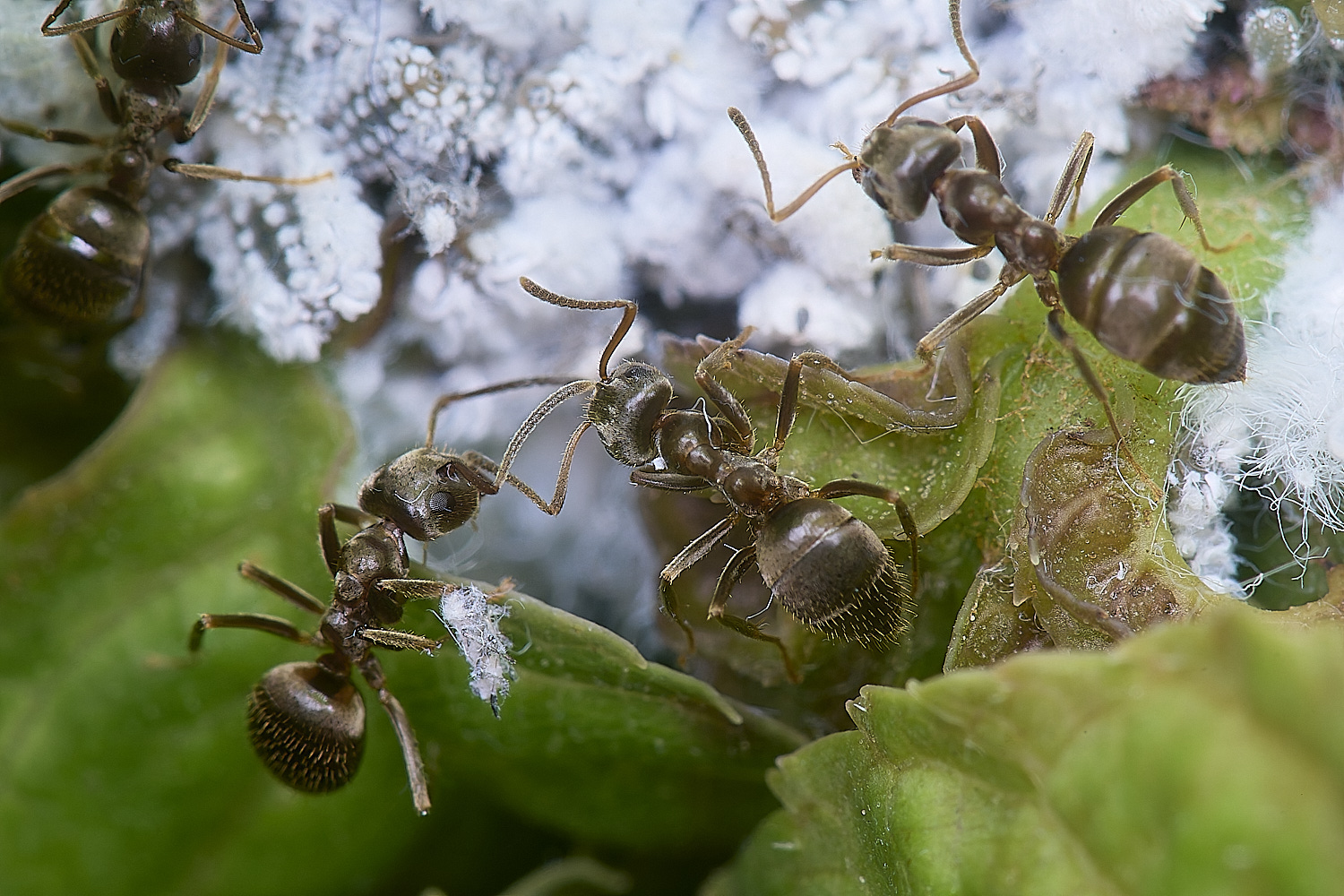 NorwichAshAphids200525-3