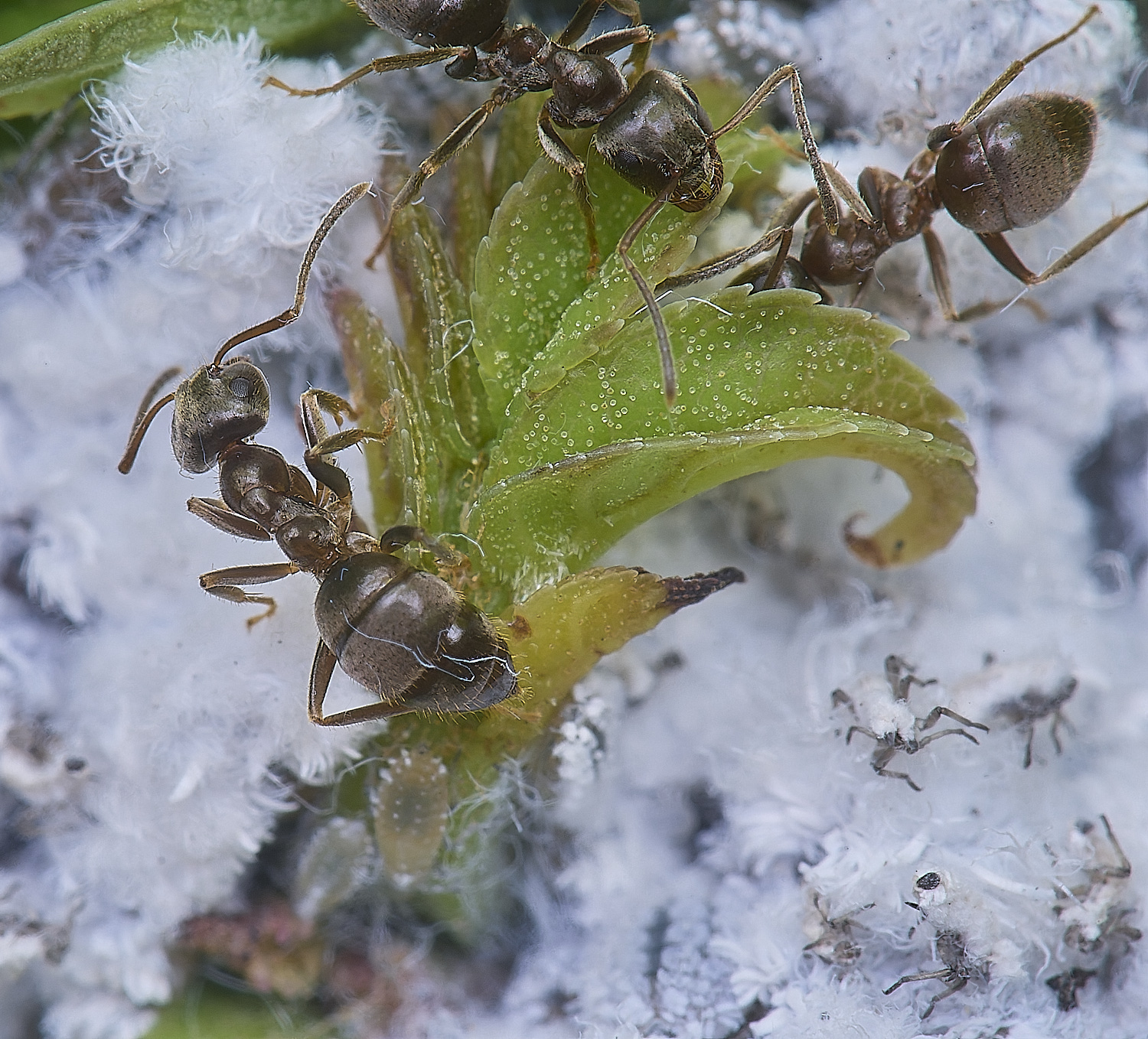 NorwichAshAphids200525-5