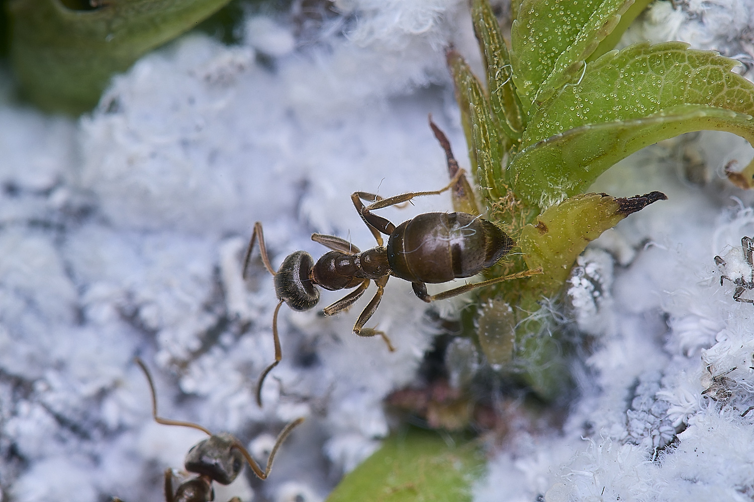 NorwichAshAphids200525-7