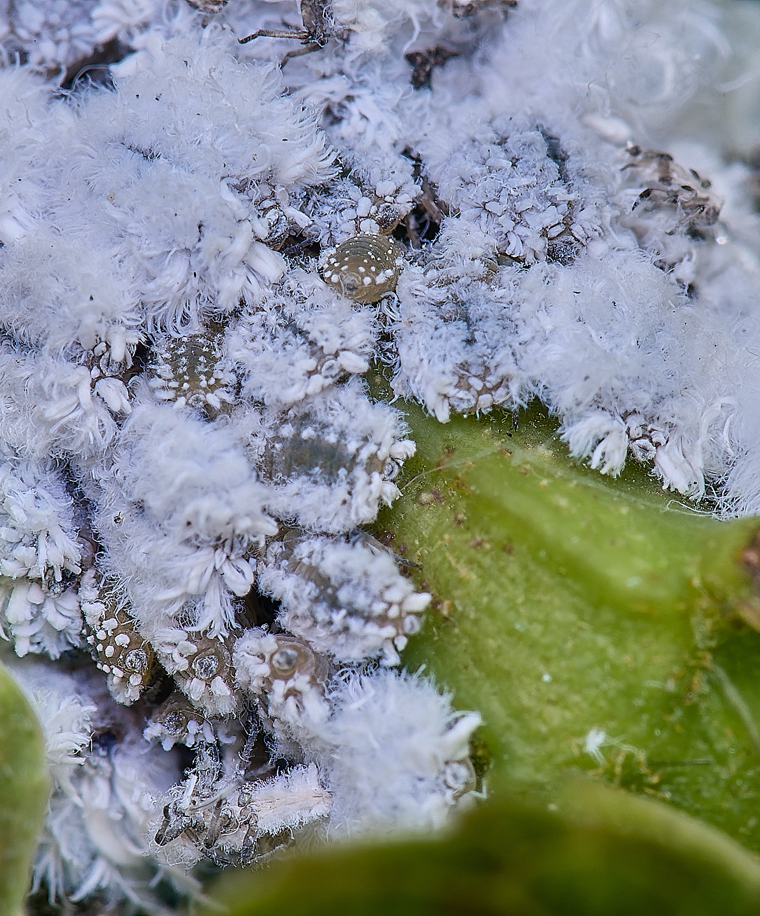 NorwichAshAphids200525-8