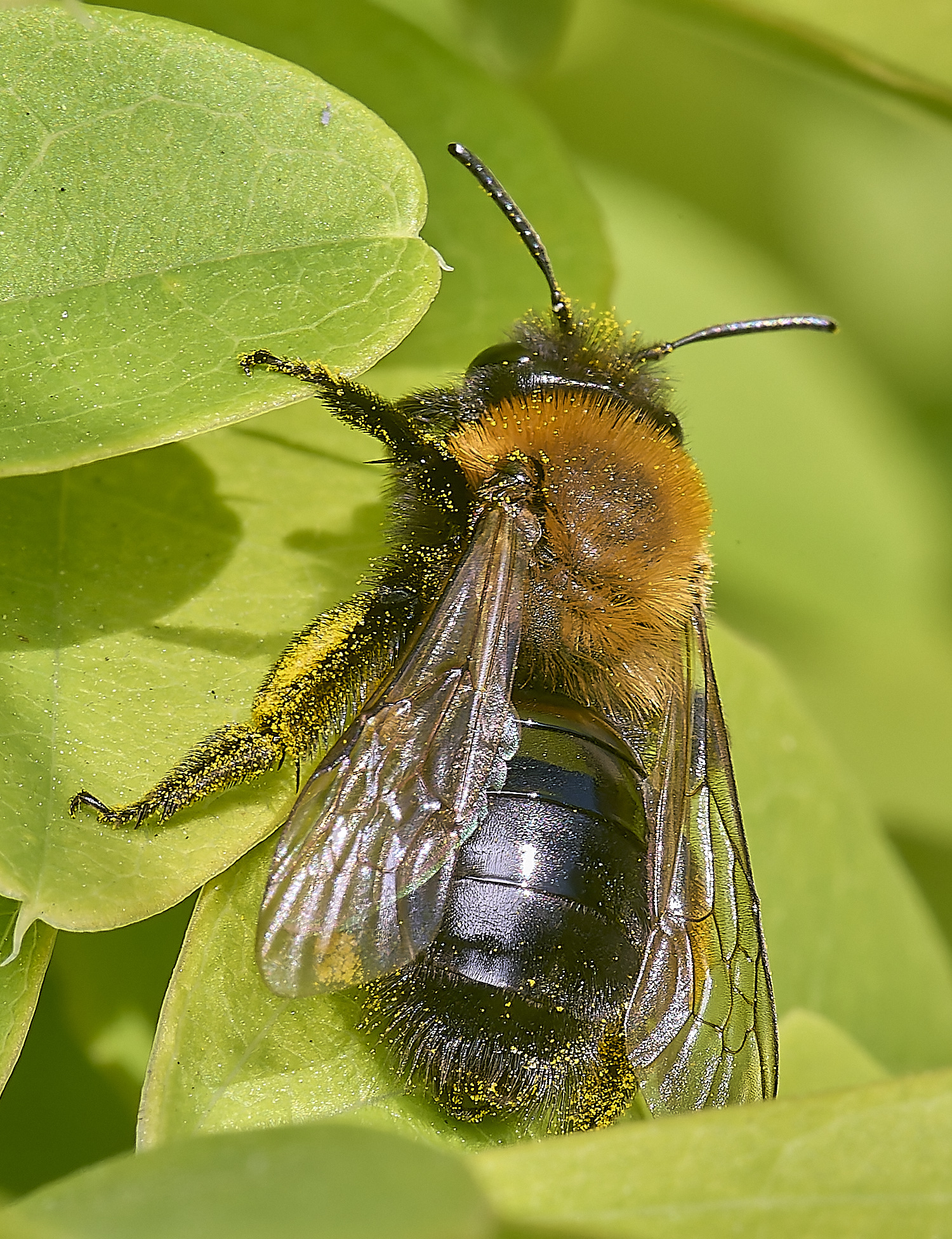 NorwichBee050425-1
