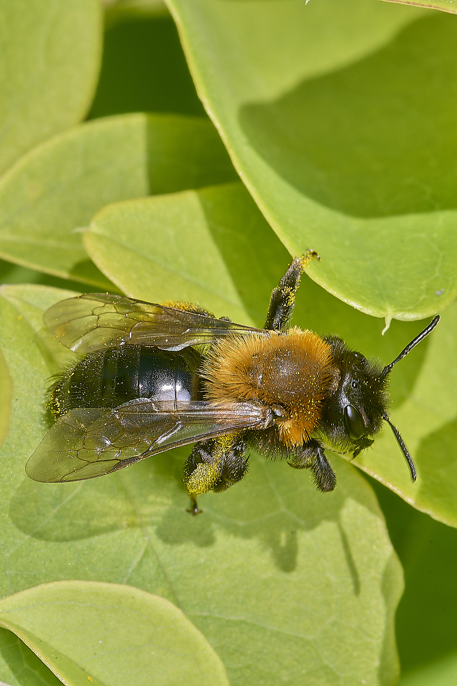 NorwichBee050425-2