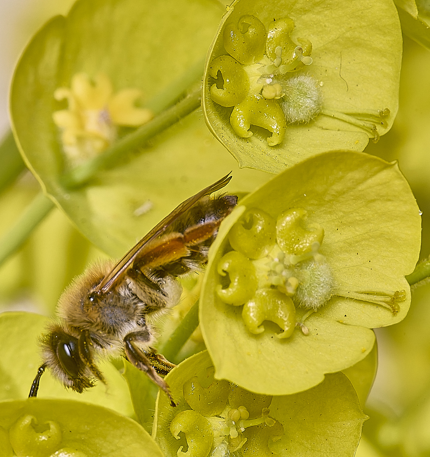 NorwichBee4050425-1 1