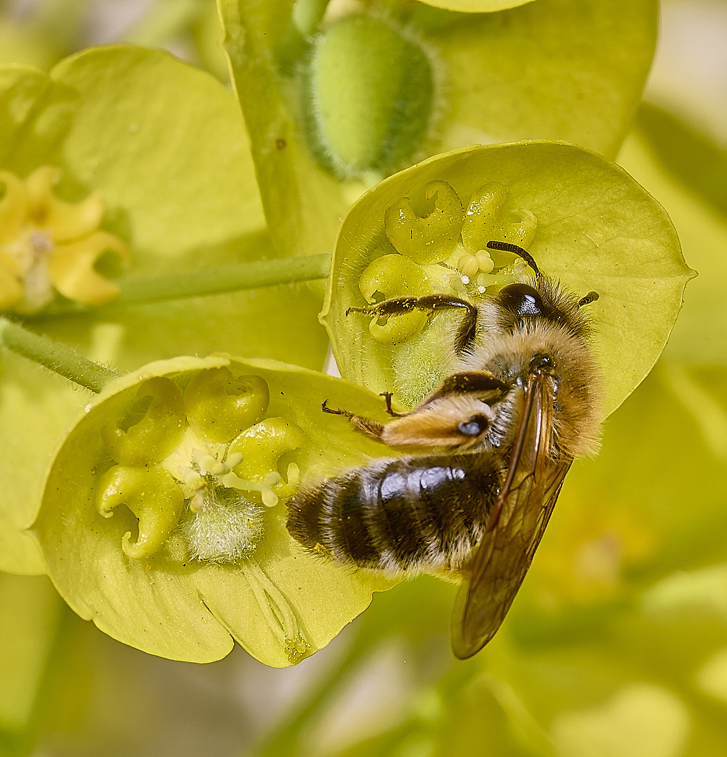 NorwichBee4050425-2 1