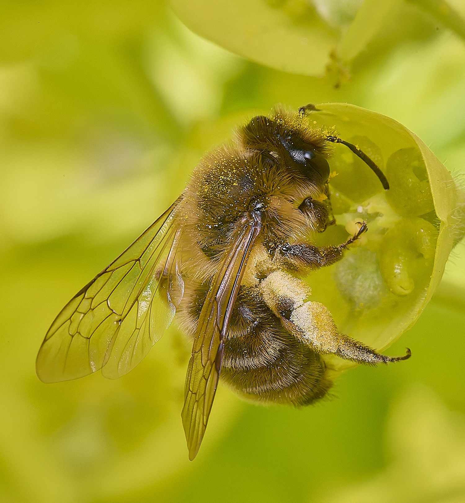 NorwichBee5050425-1 1