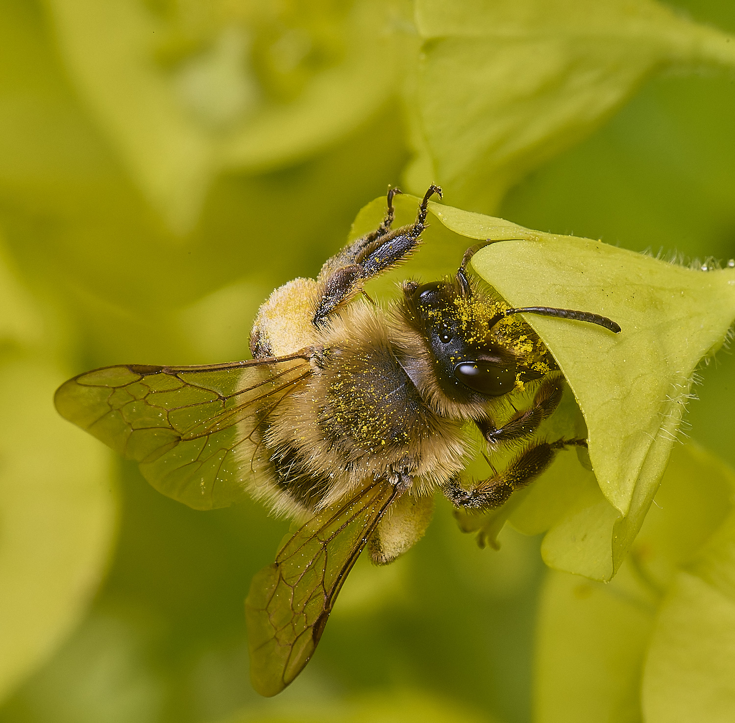 NorwichBee5050425-2 1