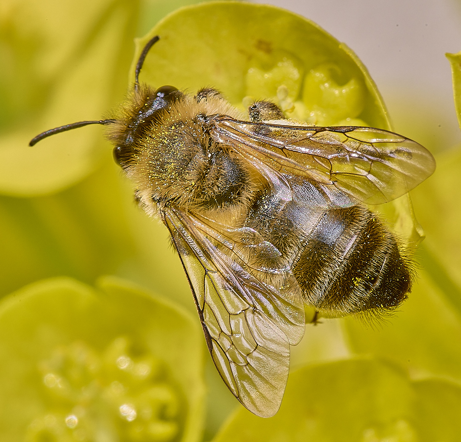 NorwichBee5050425-3 1