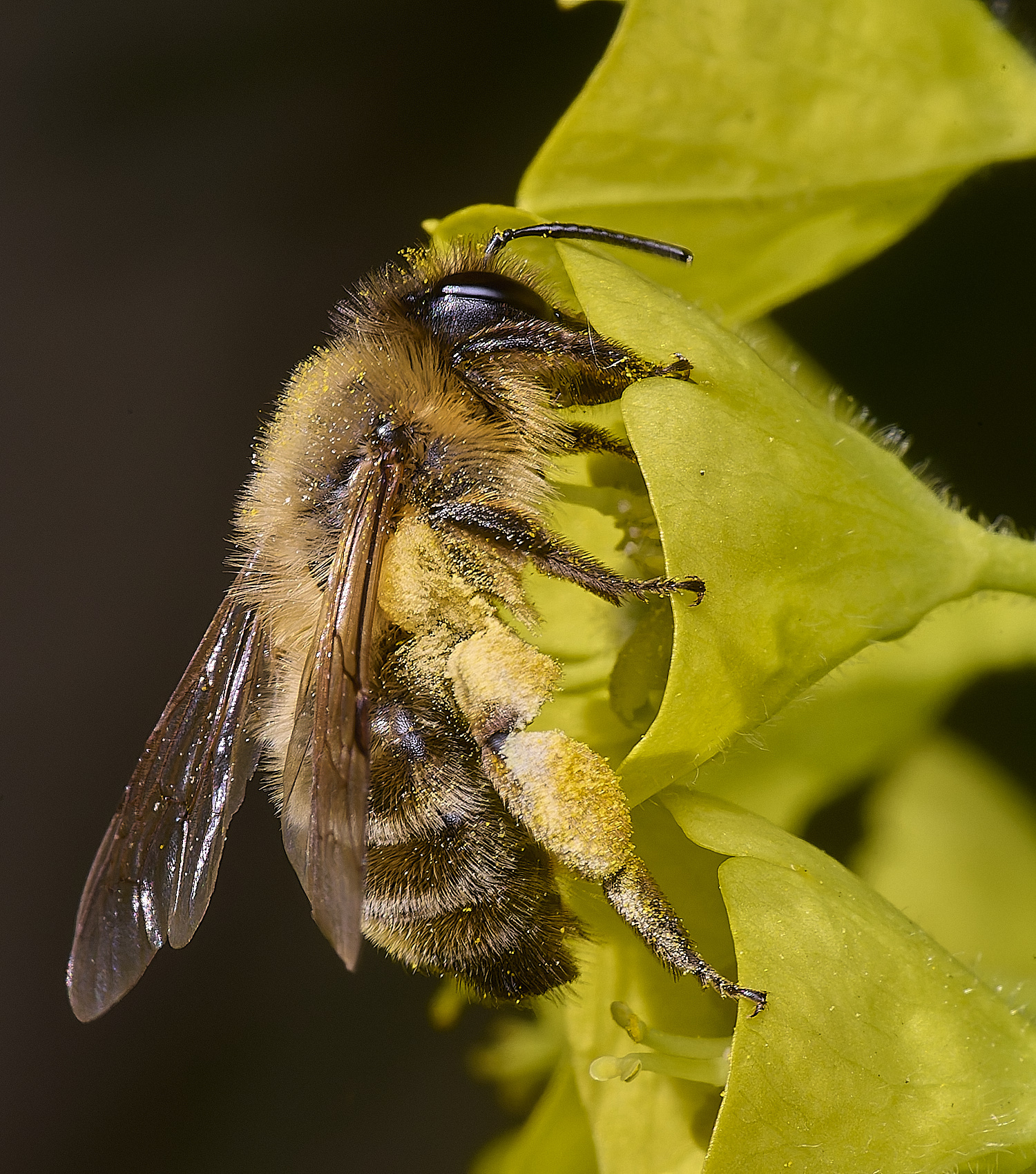 NorwichBee5050425-4 1