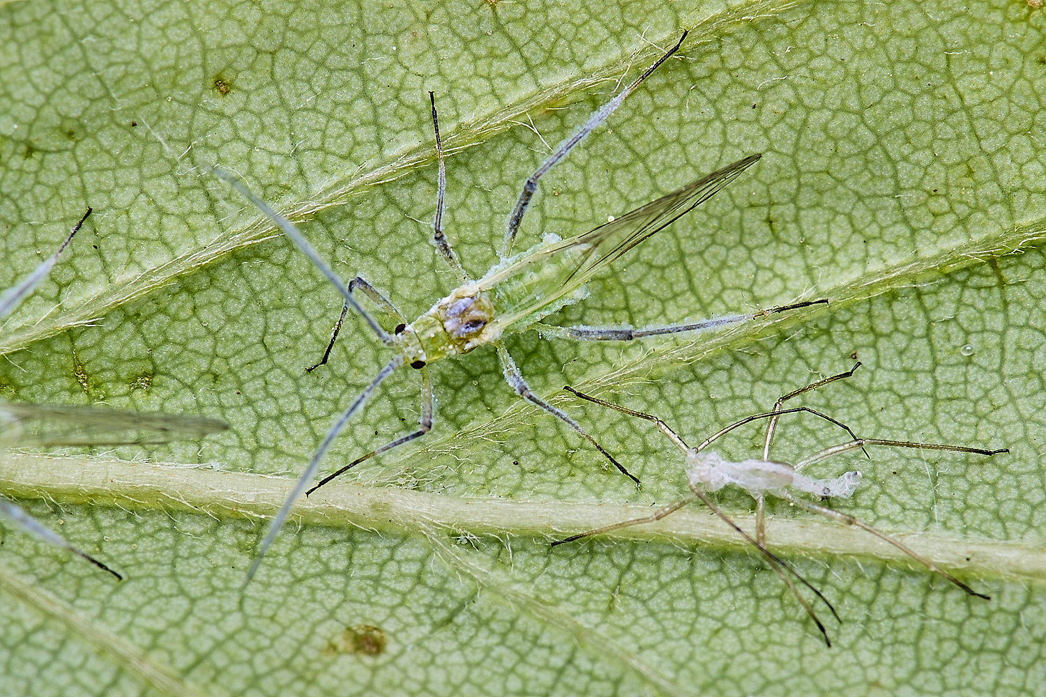 NorwichBirchAphid200525-1