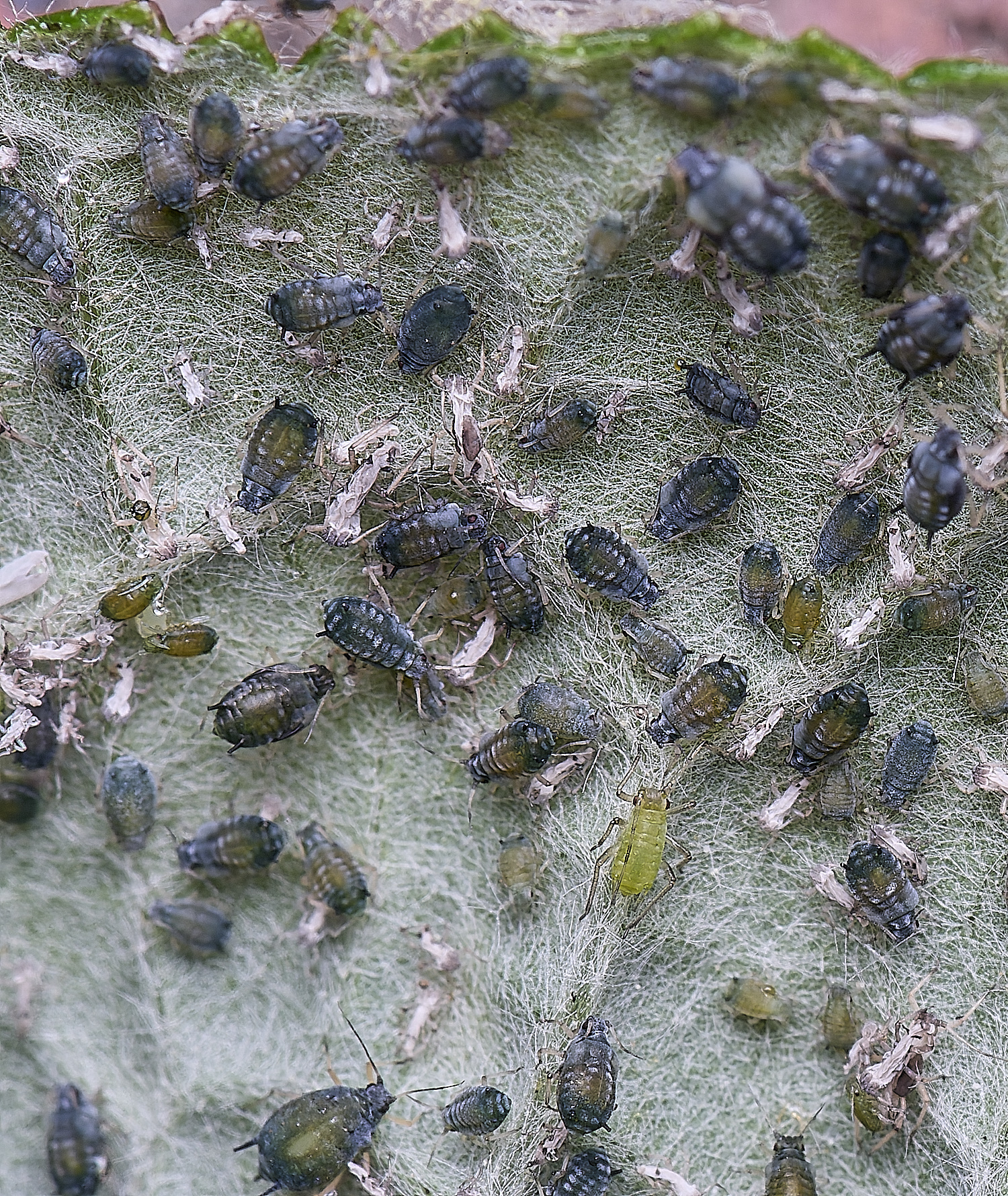 NorwichBudleja200525-2