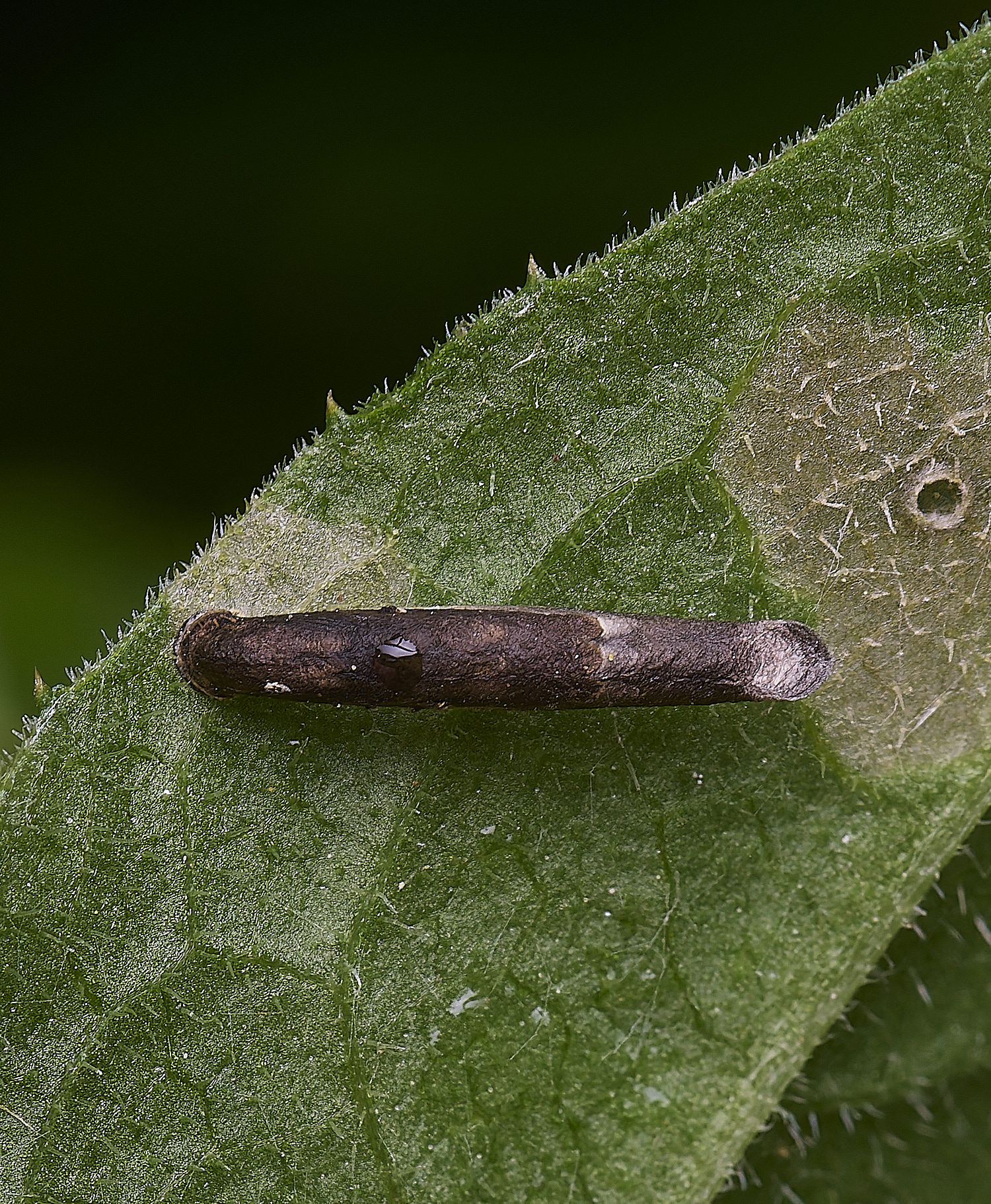 NorwichCaseBearer270525-1