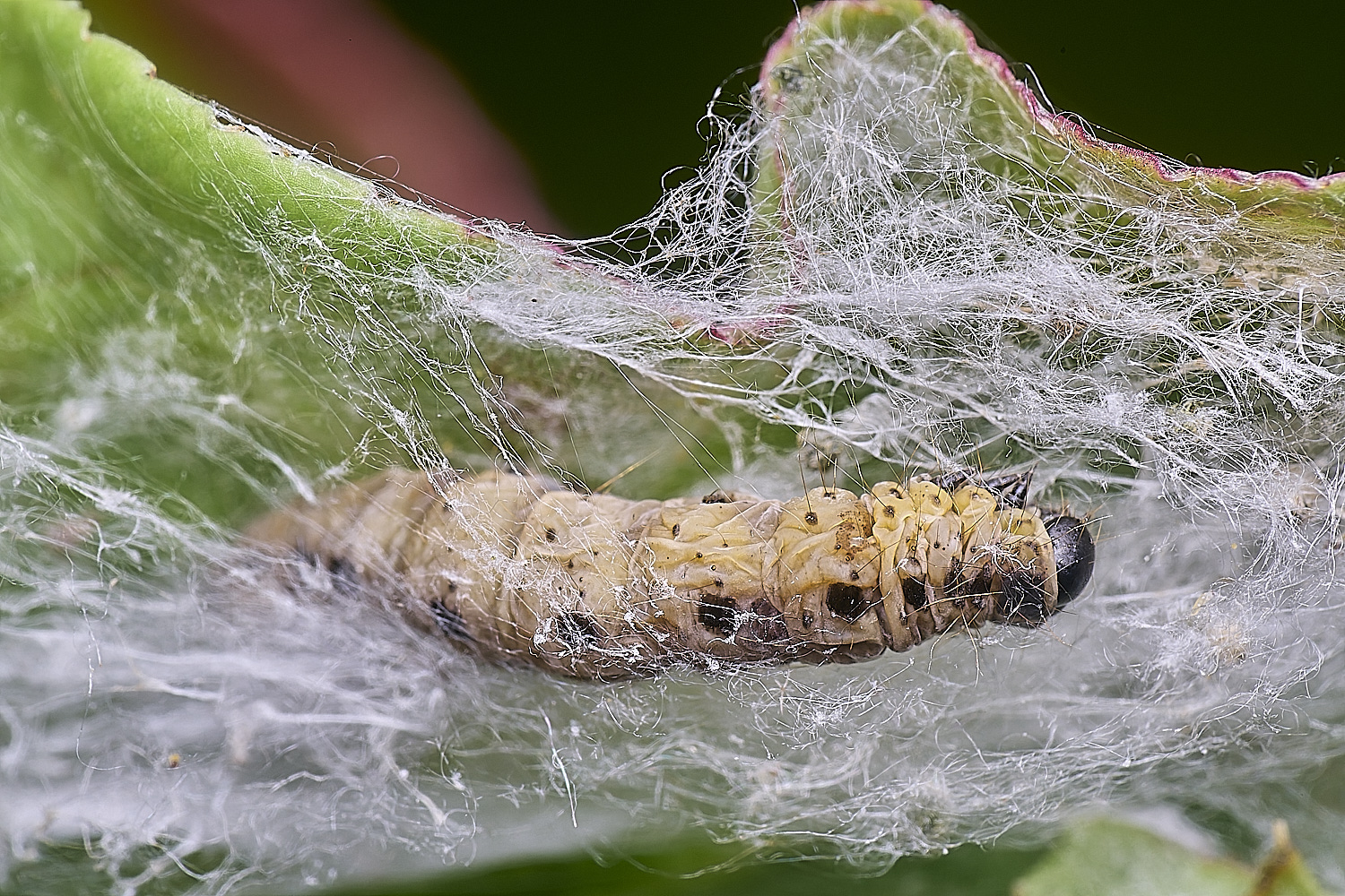 NorwichCaterpillar150625-1