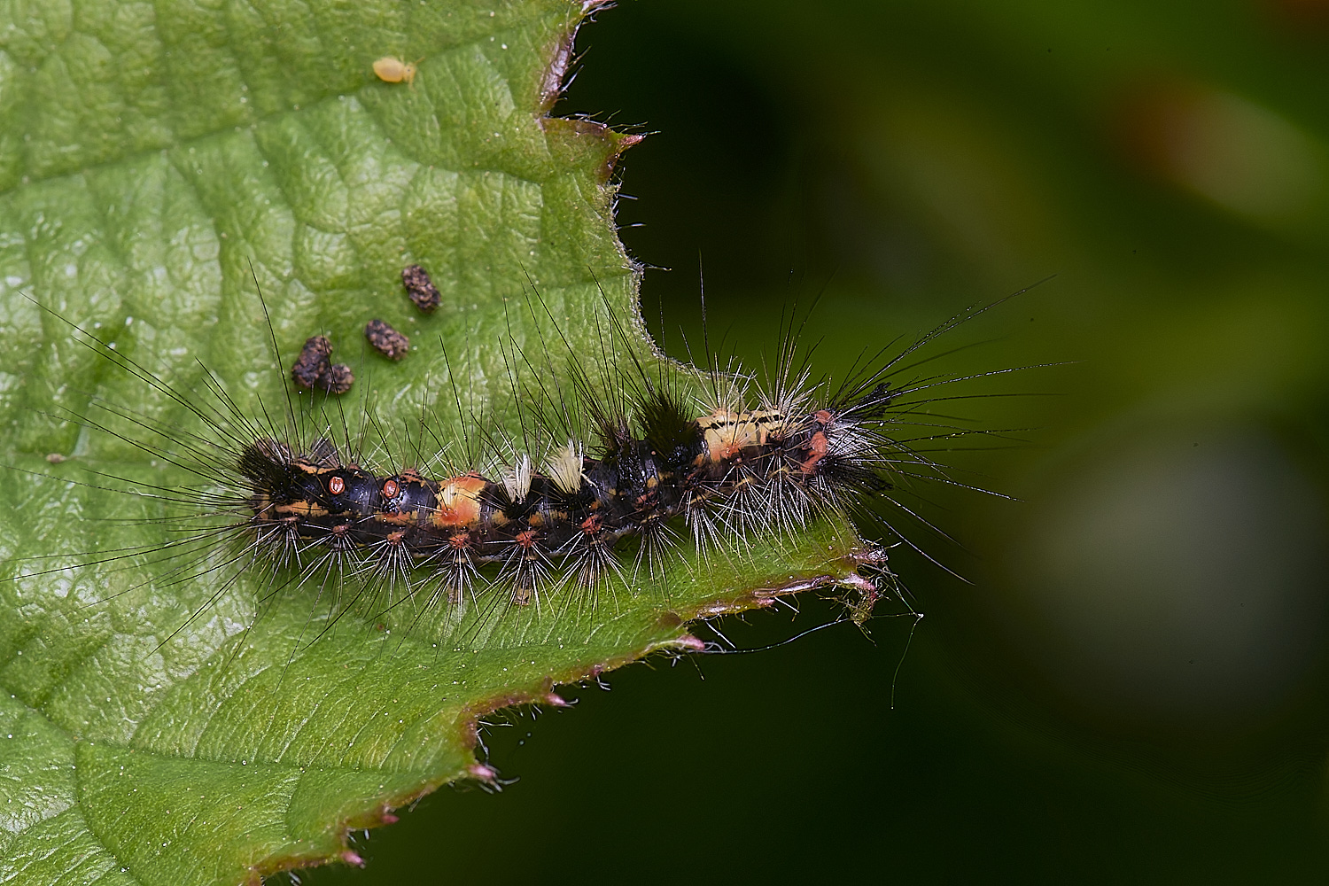 NorwichCaterpillar200525-1