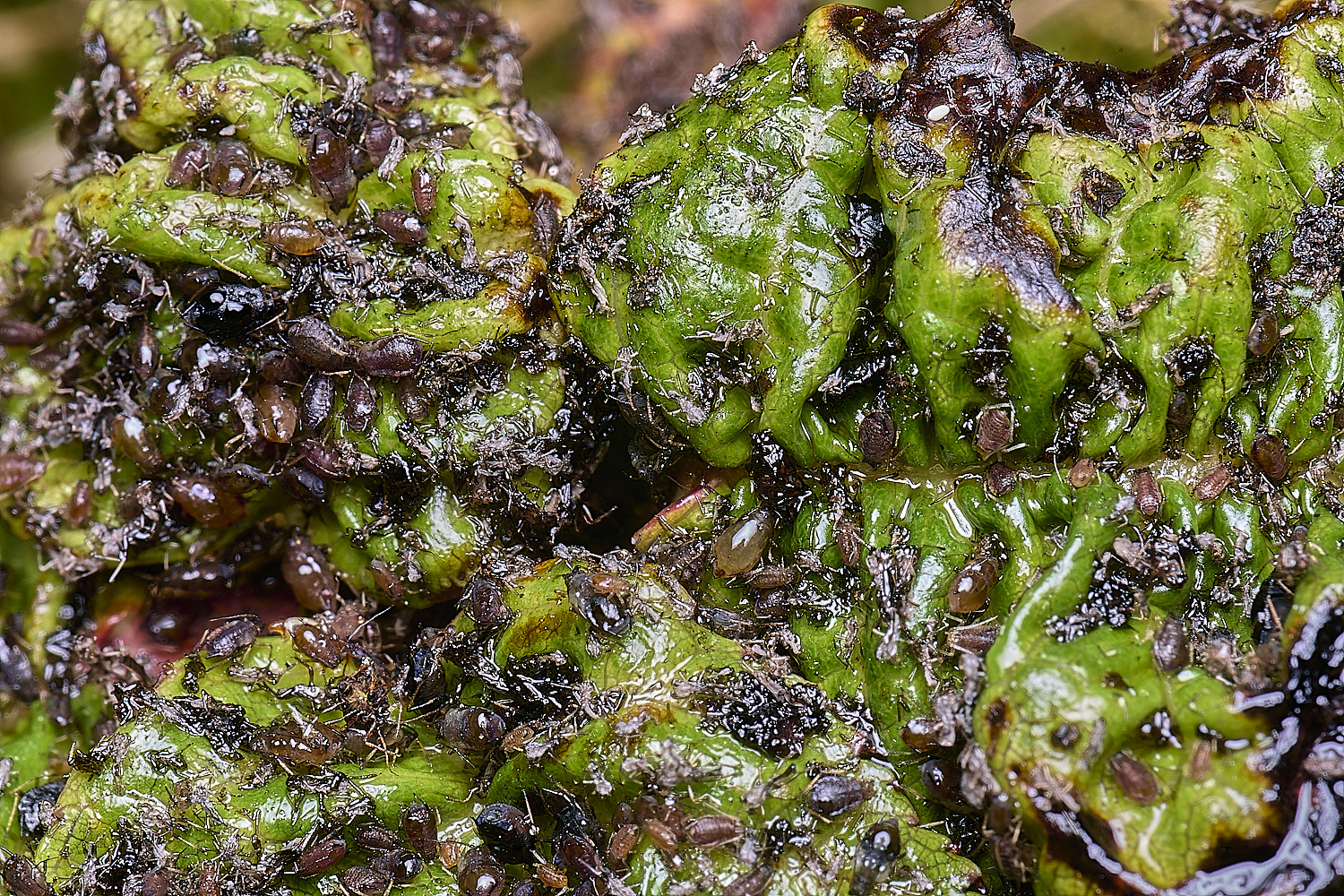 NorwichCherryAphid210625-2