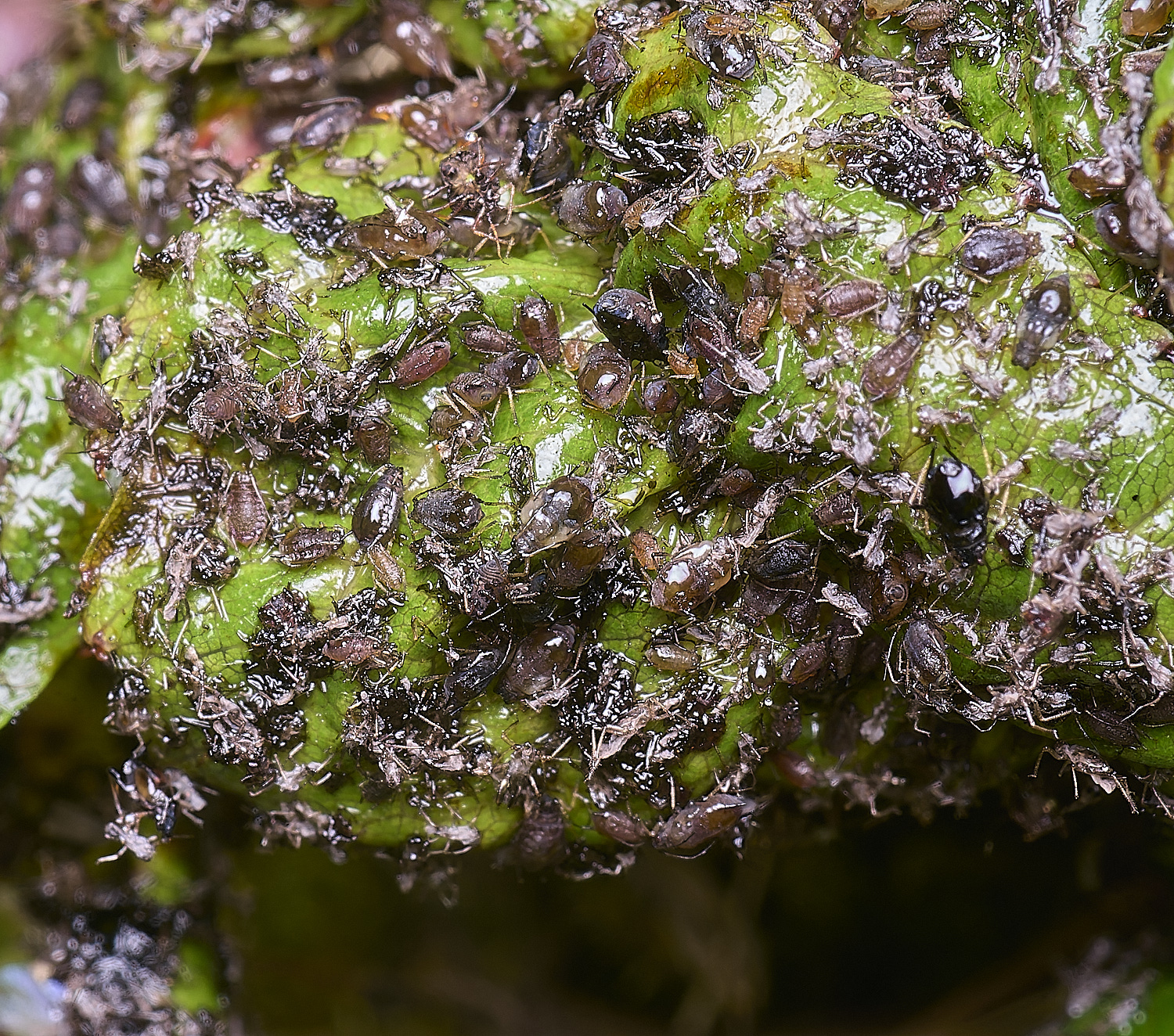 NorwichCherryAphid210625-3