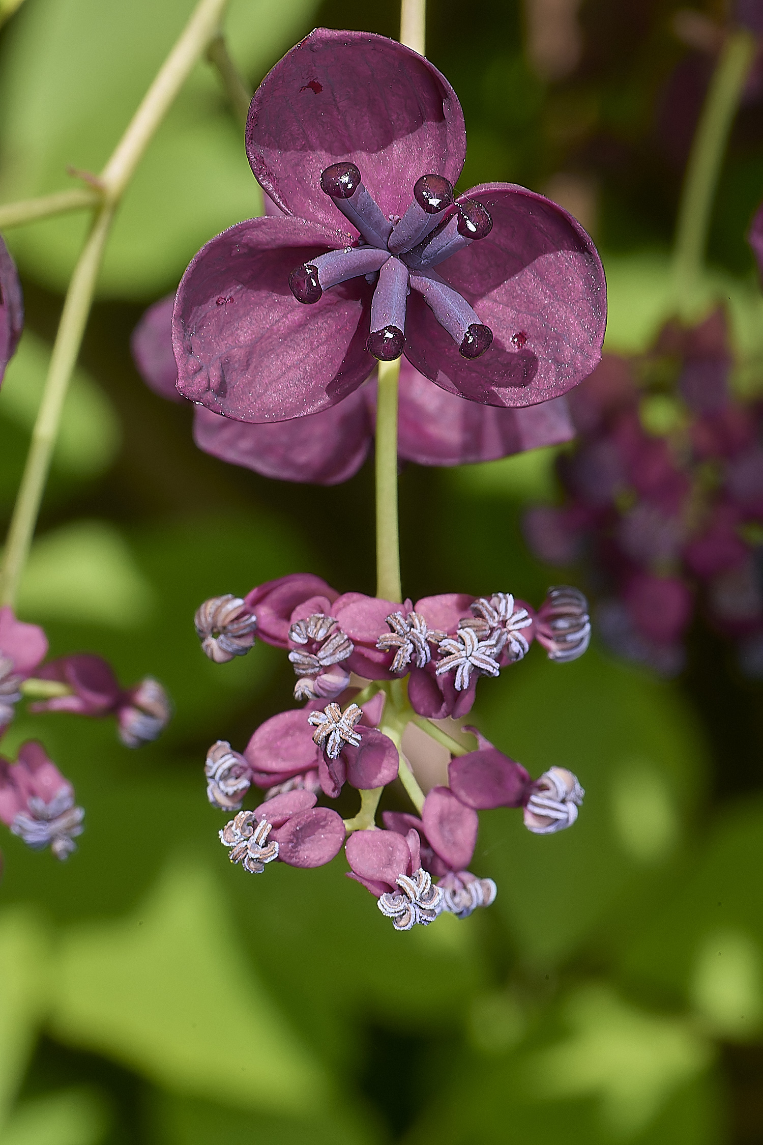 NorwichChocVine050425-1