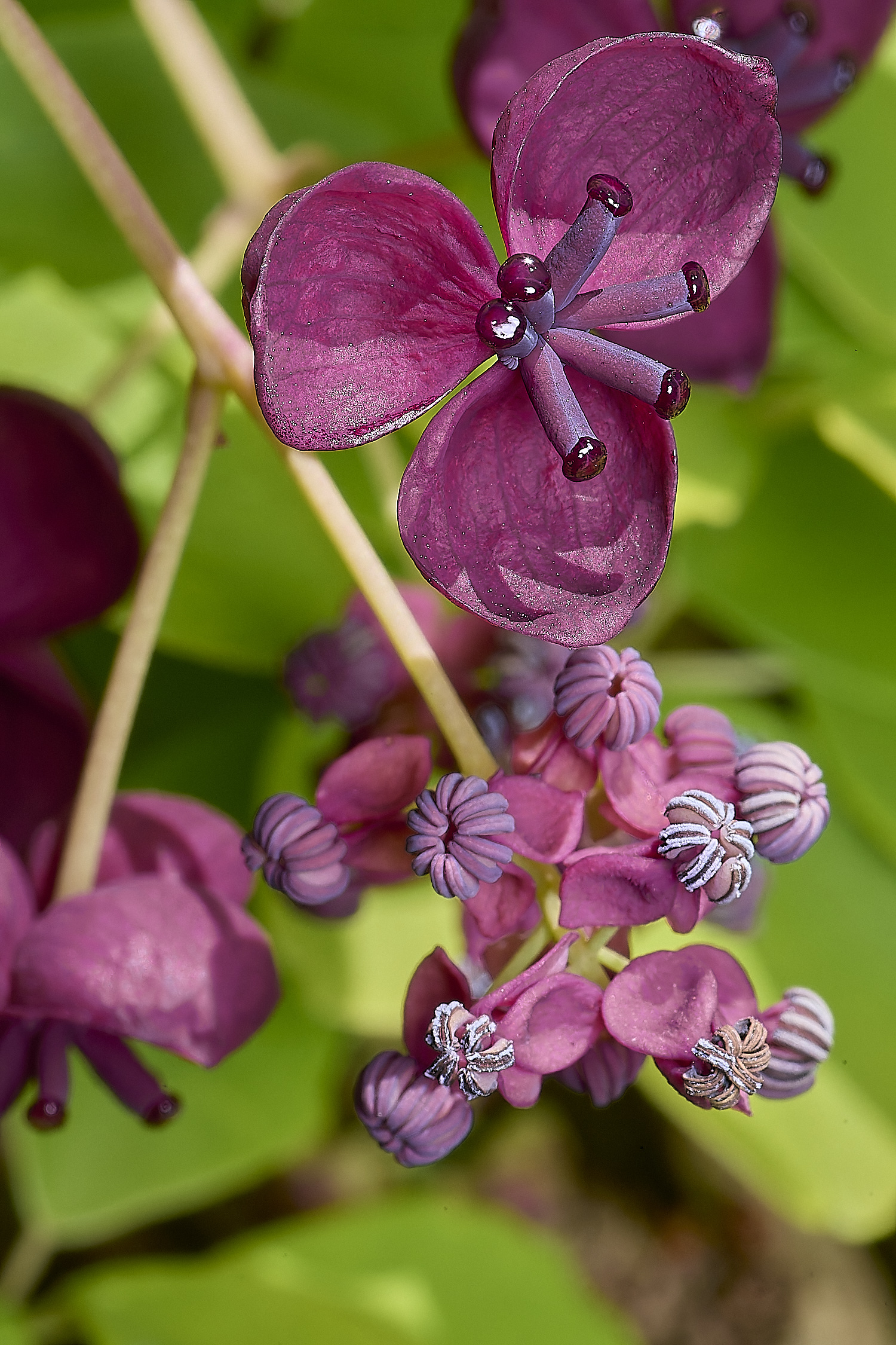 NorwichChocVine050425-2