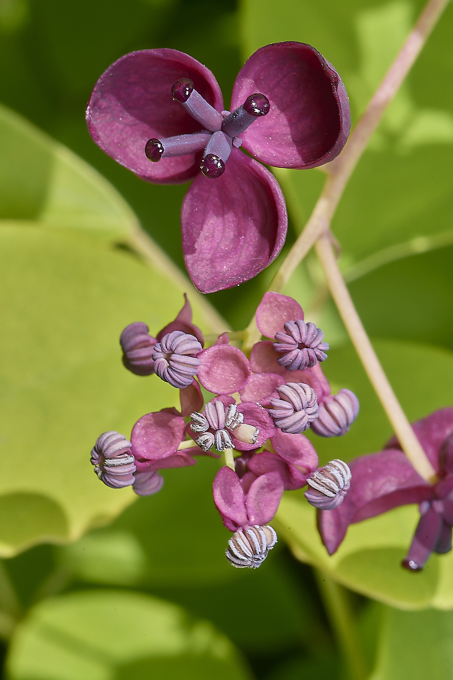 NorwichChocVine050425-3