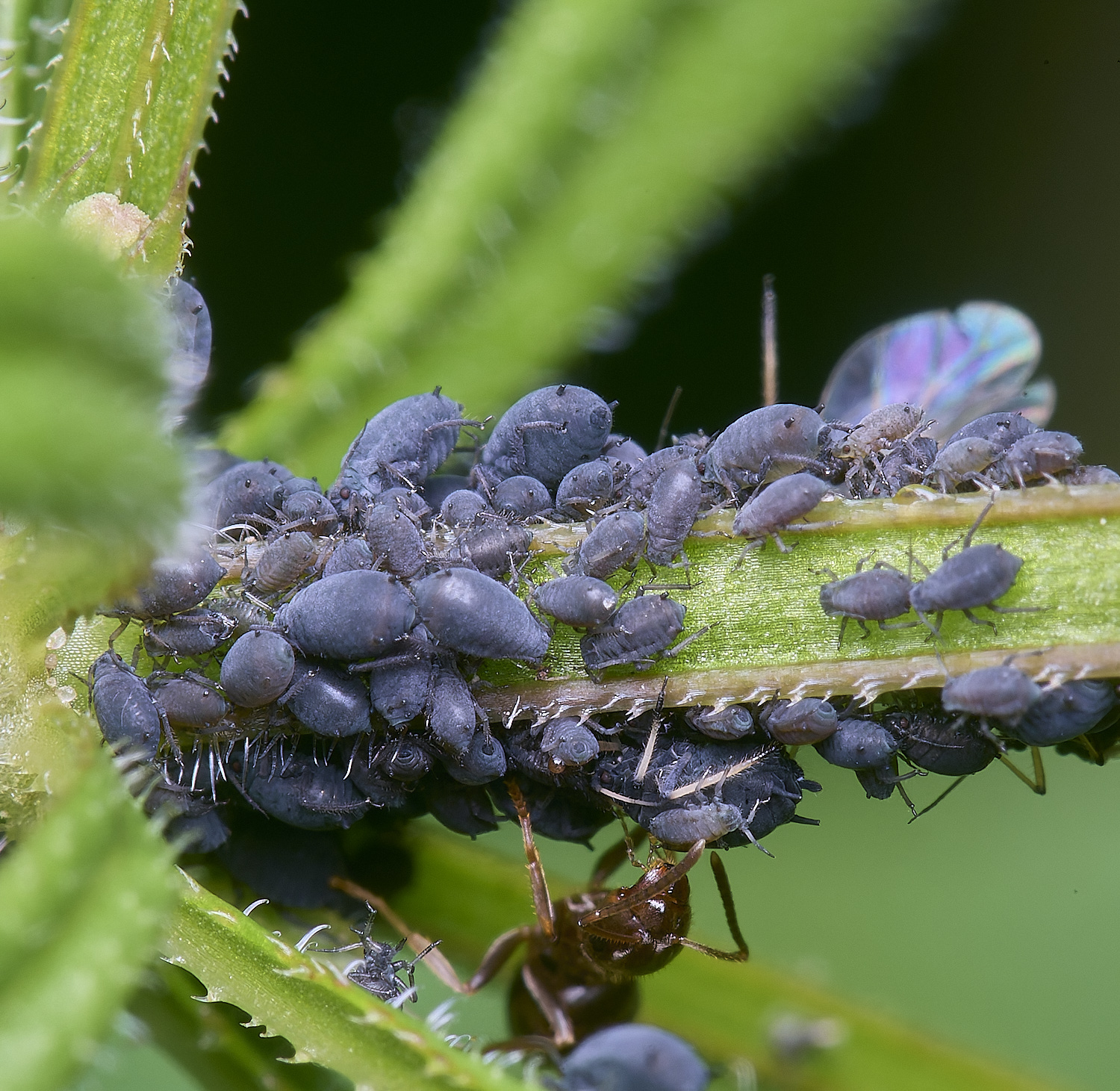 NorwichCleavers240525-1