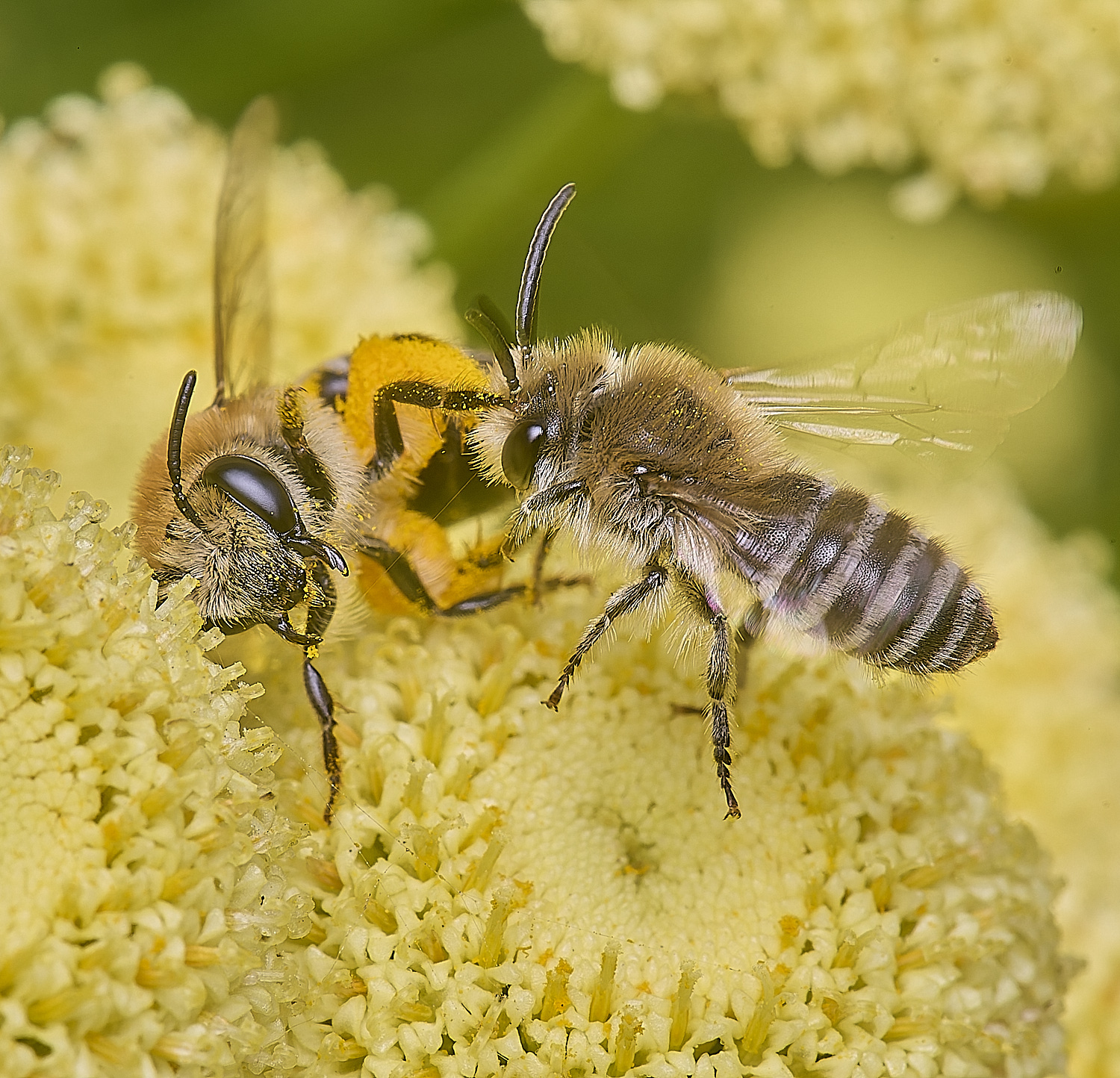 NorwichColletes160625-3