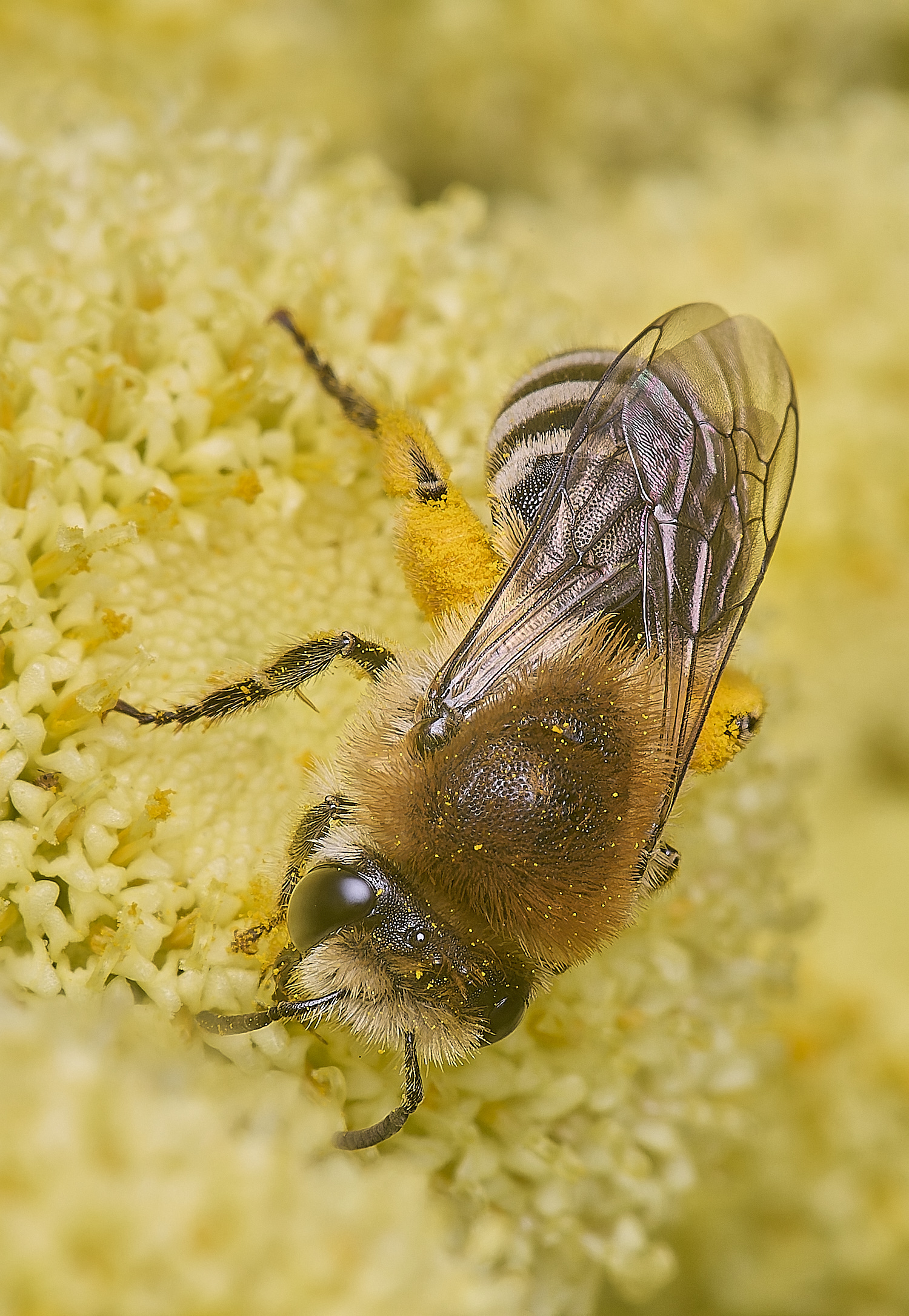 NorwichColletes160625-5