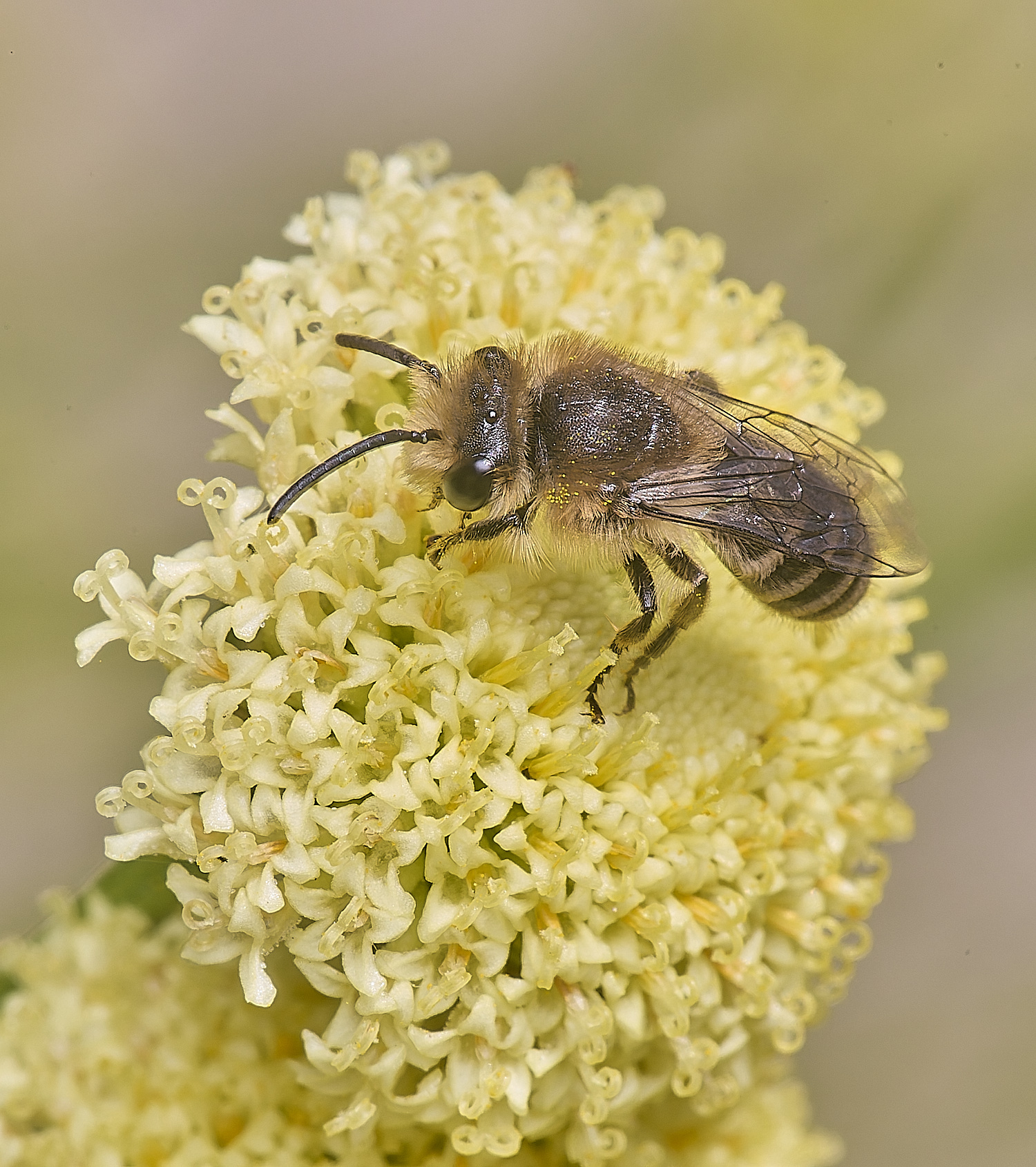 NorwichColletes160625-6